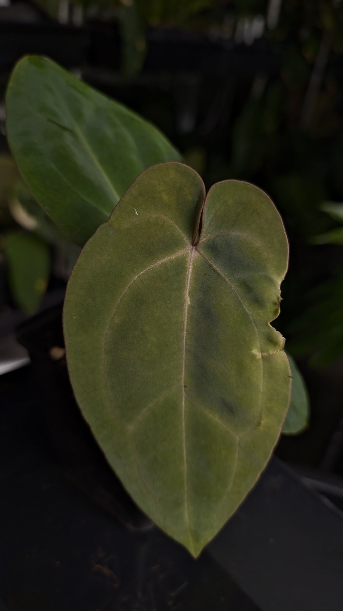 Anthurium [Besseae aff. x Forgetii dark] x BVEP Round x Felix