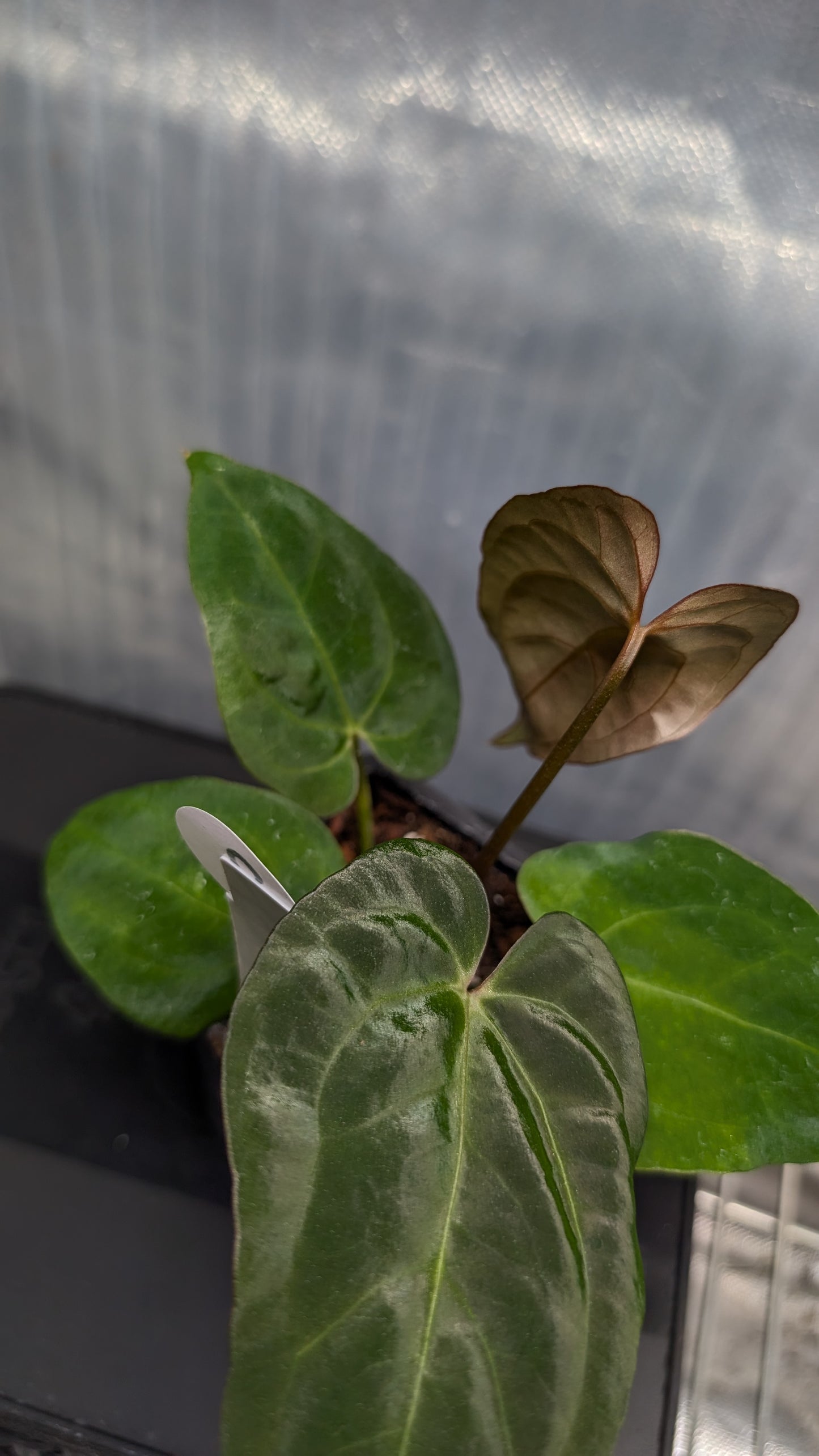 Anthurium Silver Blush Mint variegated x Papillilaminum 'Daniel'