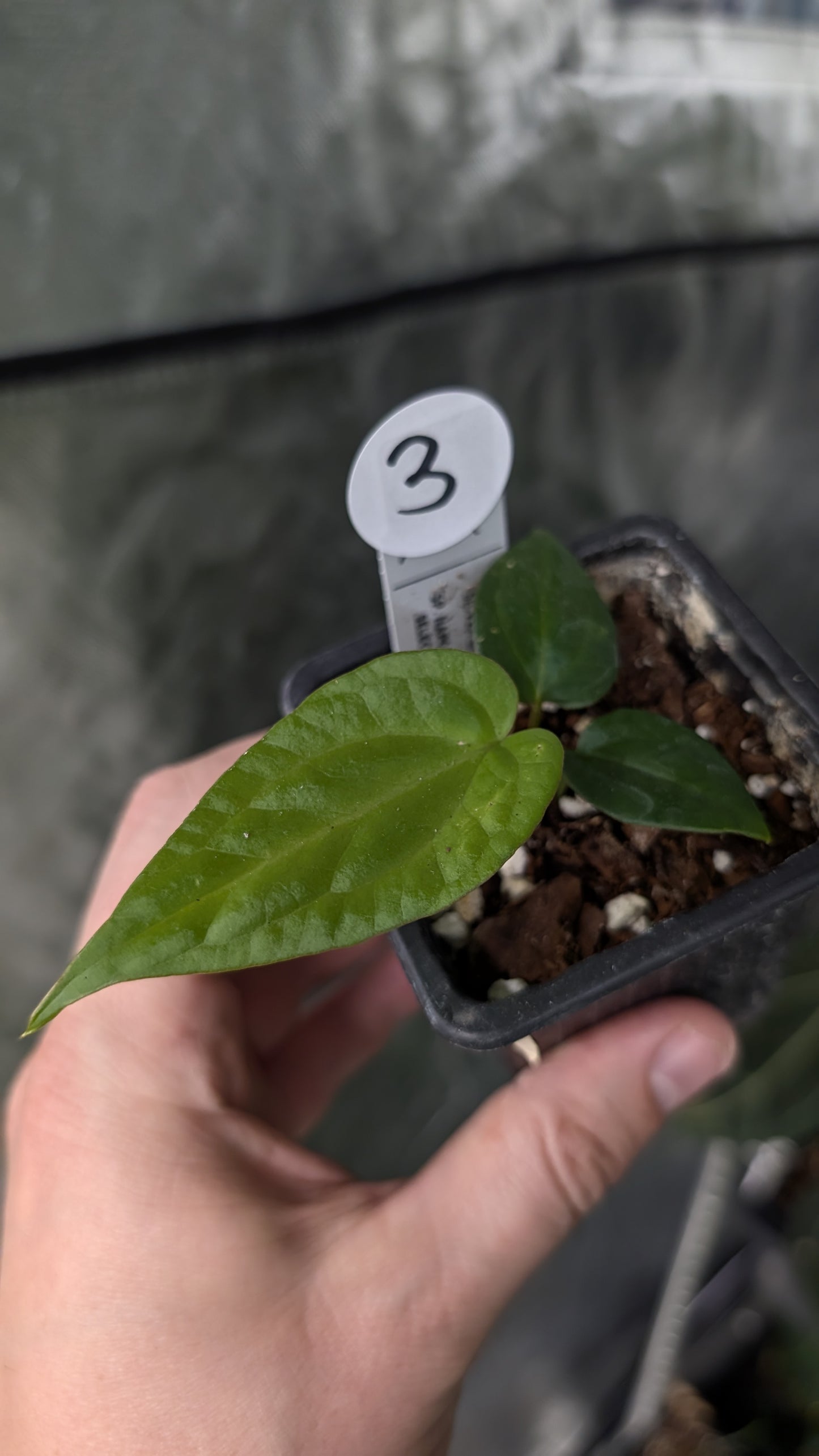 Anthurium Silver Blush Mint x Sp. Napo x Luxurians