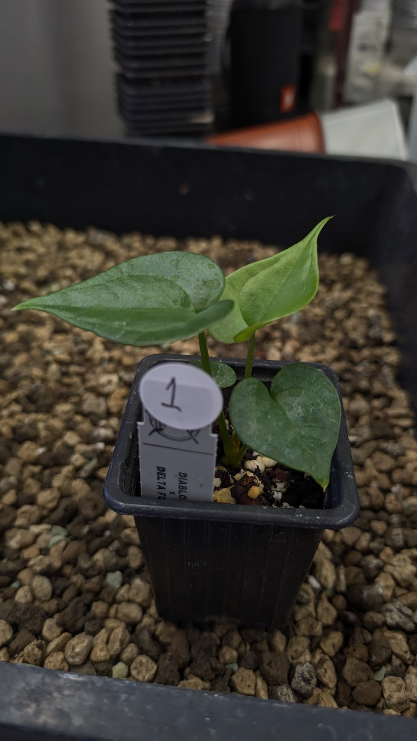 Anthurium Diabloense 'narrow' x Delta Force