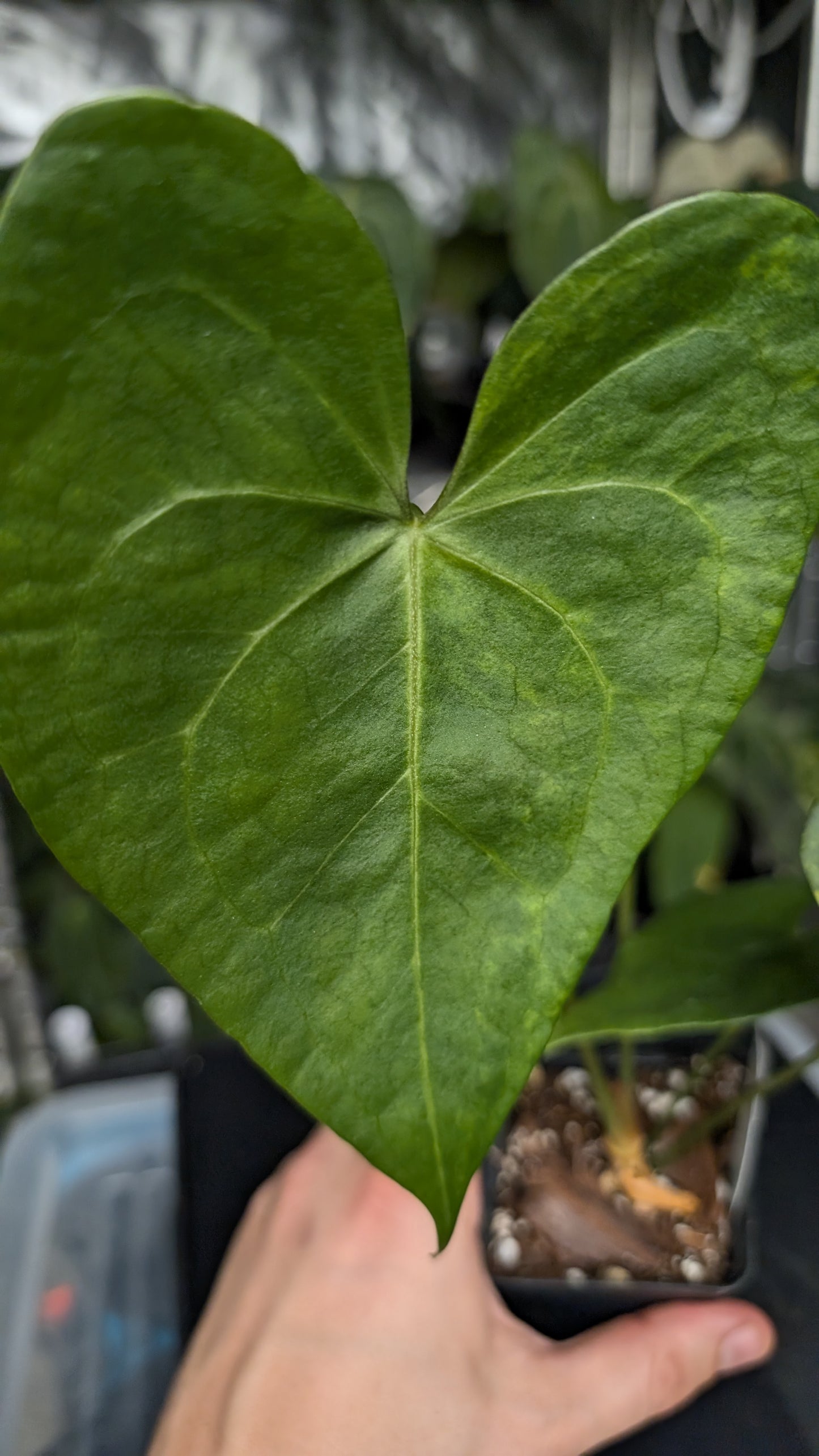 Variegated Anthurium Pterodactyl variegata x Clarinervium