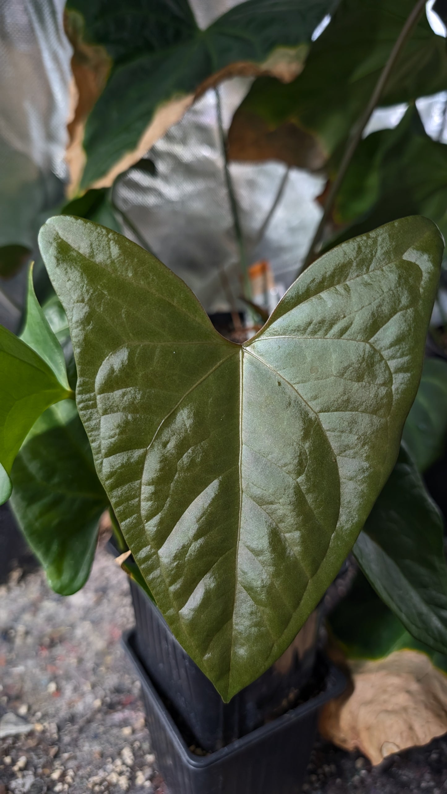 Anthurium 'Mr Worldwide' x Diabloense