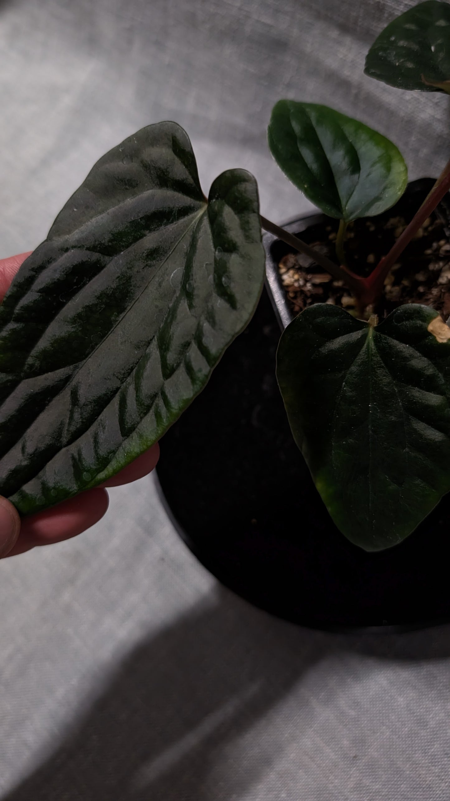 Anthurium Luxurians x Papillilaminum 'Fort Sherman'