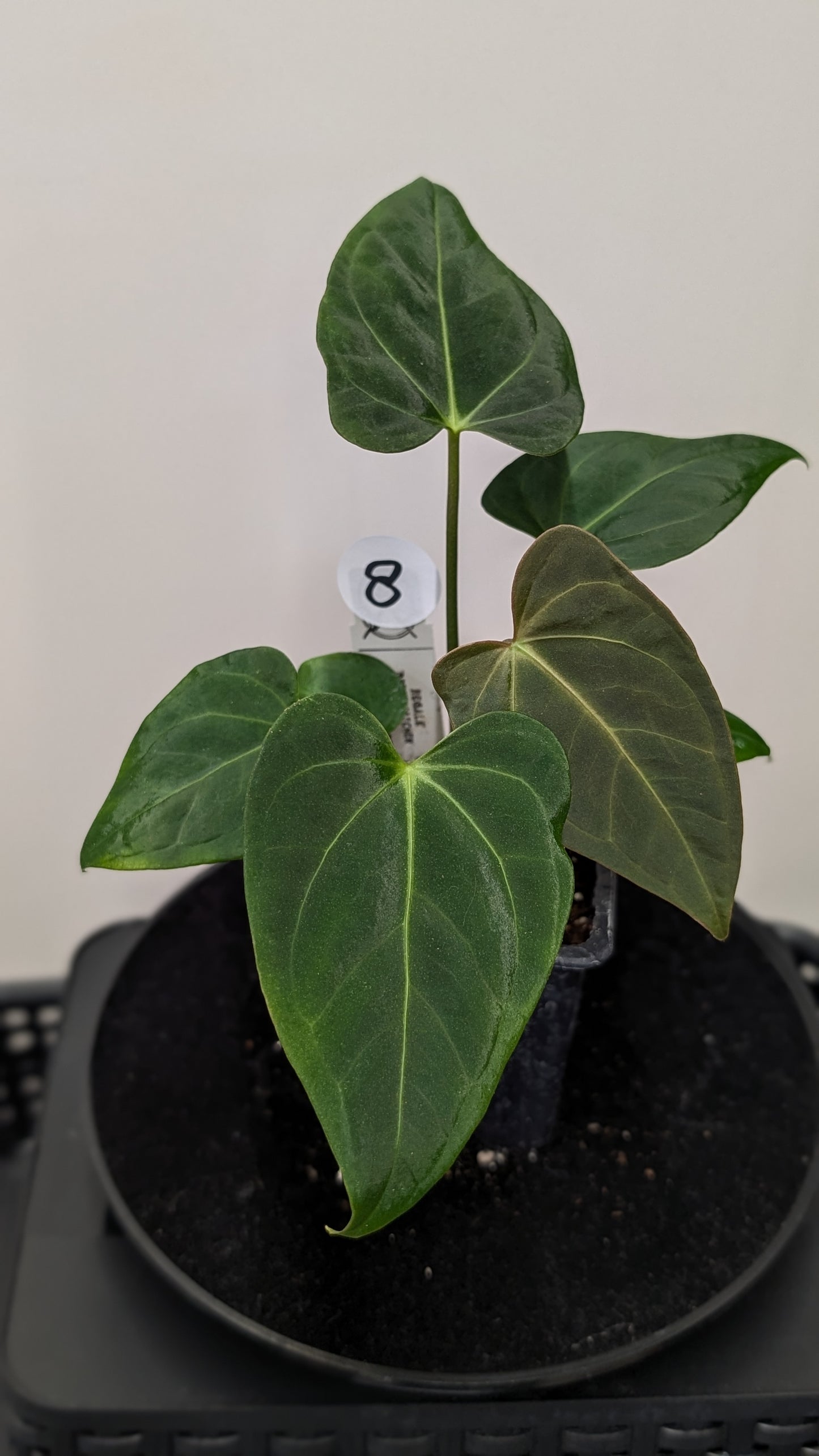 Anthurium Regale 'Dream Catcher' x Mr. Worldwide