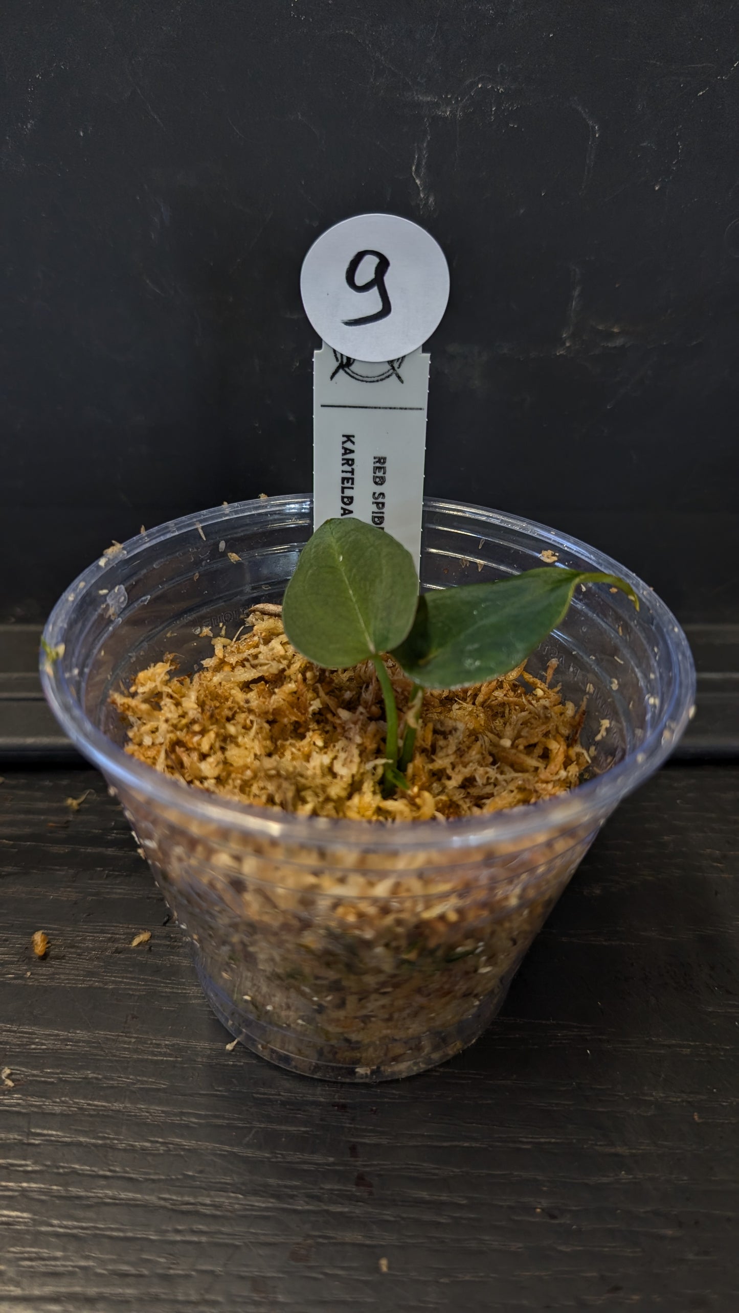 Anthurium Red Spider CLONE