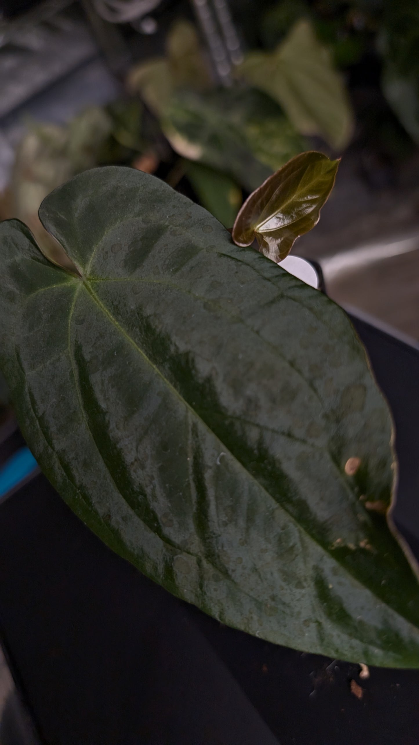 Anthurium Ace of Spagetii x BVEP 'Round x Felix'