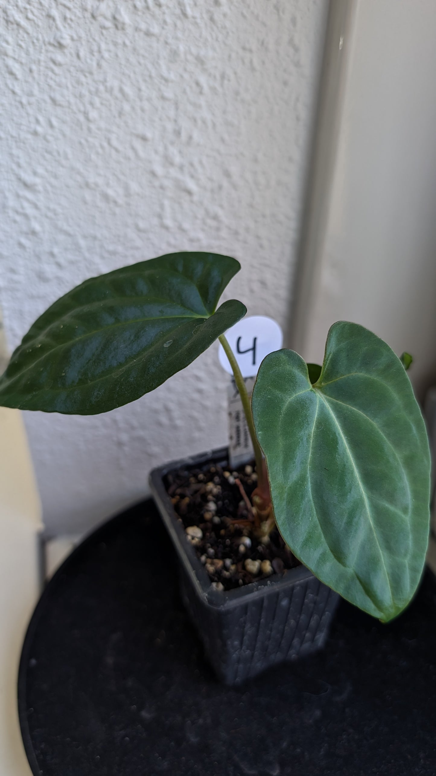 Anthurium Besseae aff 'Black Pillow' x Papillilaminum 'Fort Sherman' seedlings