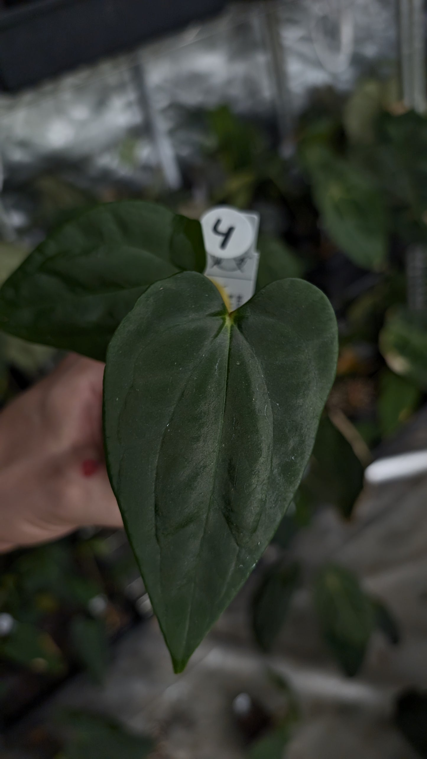 Anthurium Besseae aff 'Black Pillow' x Papillilaminum 'Fort Sherman'