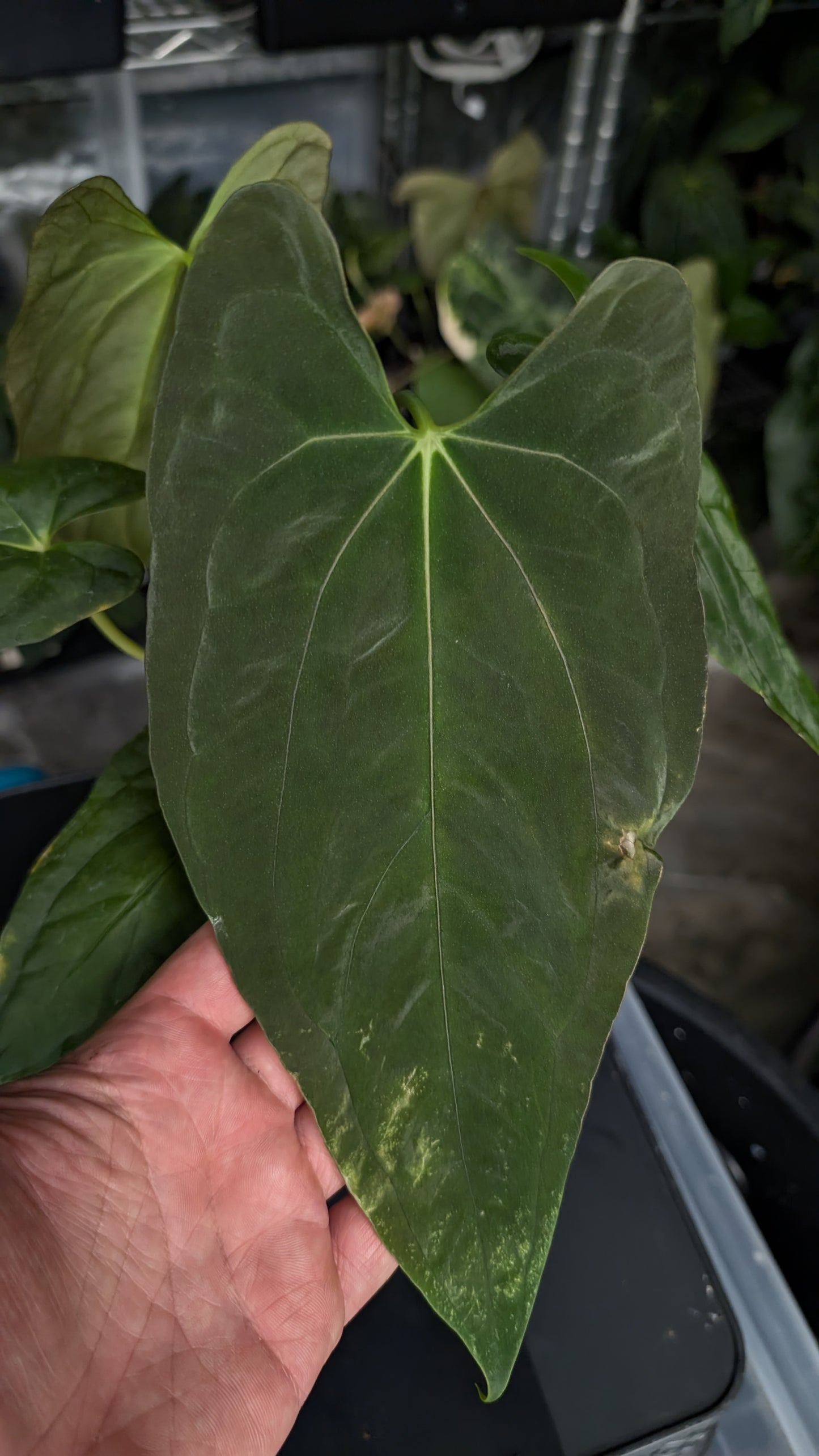 Anthurium Papillilaminum 'Fort Sherman'