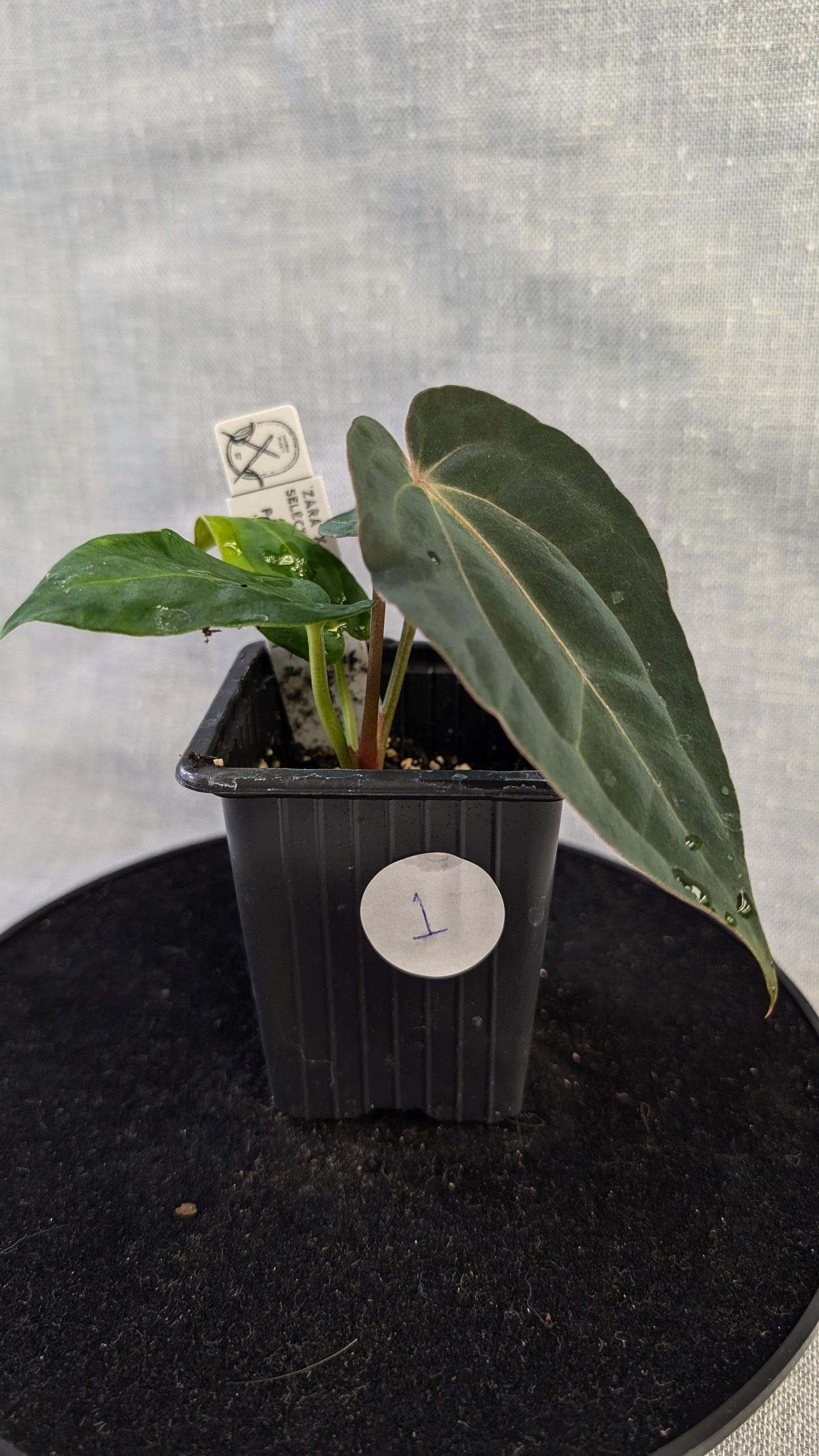 Anthurium Doc Block 'Zara'x'Michelle' Selected Dark x Papillilaminum 'Fort Sherman', Bigger Select plants