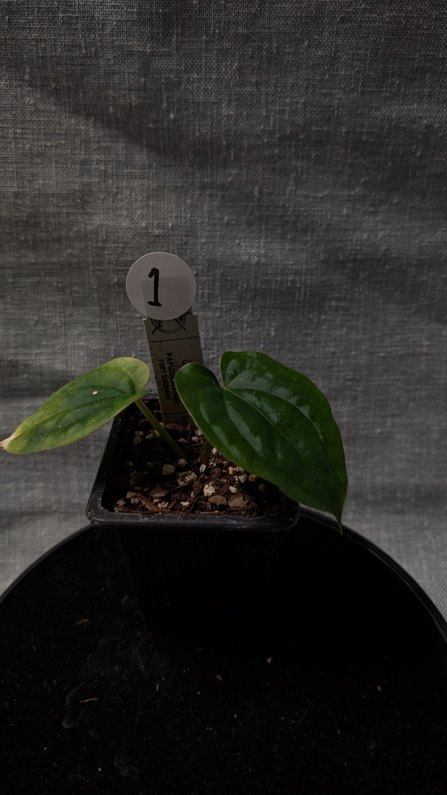 Anthurium Luxurians x Papillilaminum 'Fort Sherman'