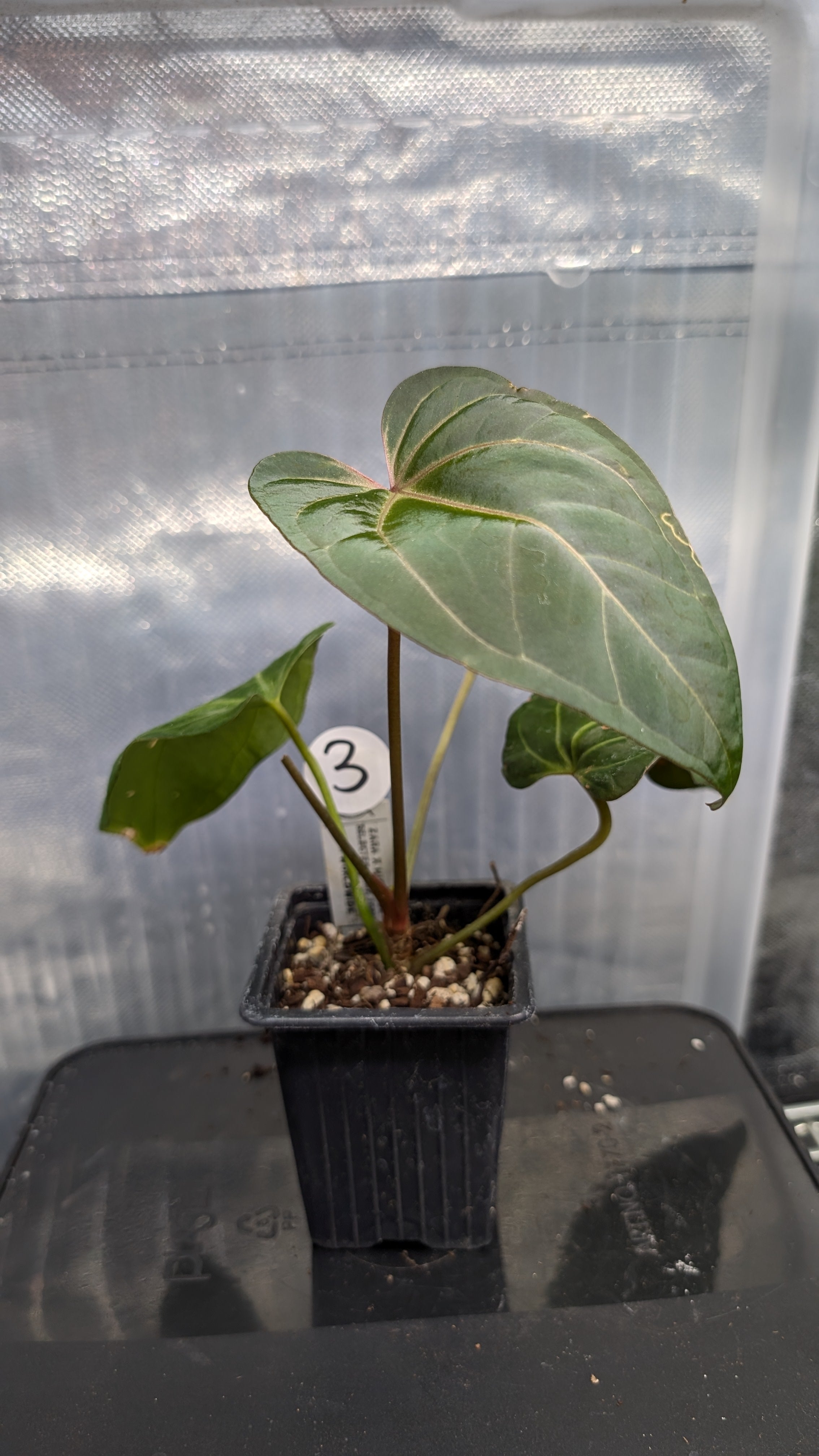 Anthurium Doc Block 'Zara' x 'Michelle' Selected Dark Form x Mr