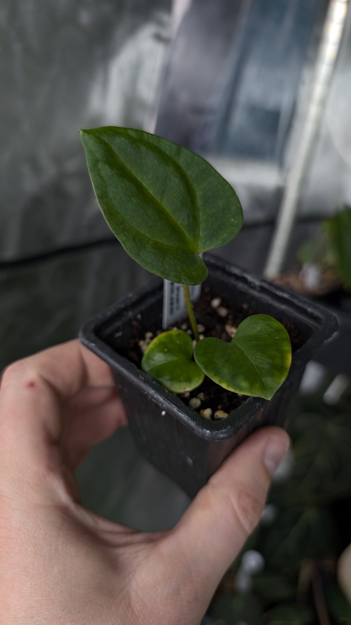 Anthurium [Carlablackiae x Dressleri Rio Guanche x Mr. Worldwide] x [Ace of Spagetii x Mr Worldwide]