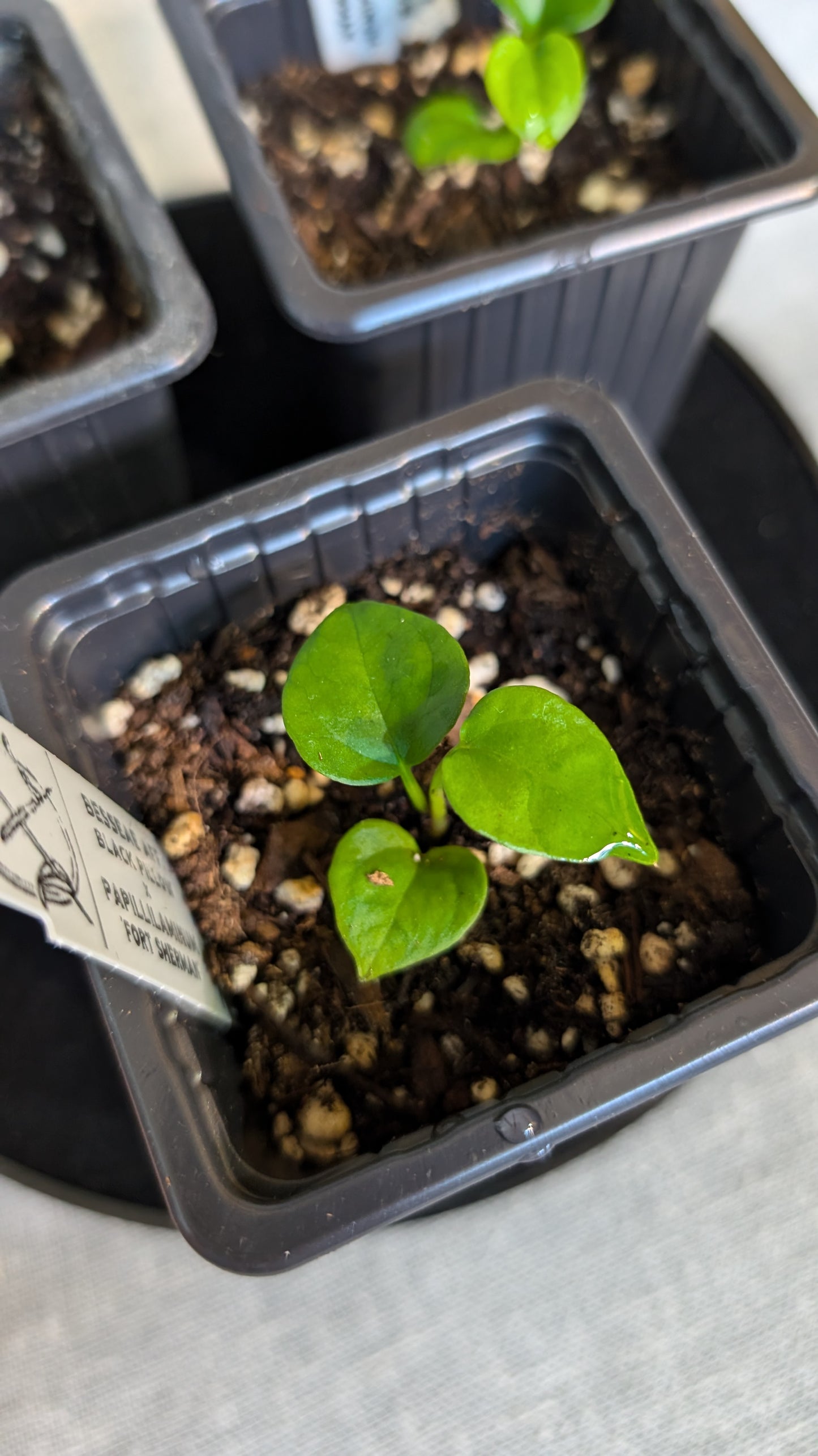 Anthurium Besseae aff 'Black Pillow' x Papillilaminum 'Fort Sherman' seedlings