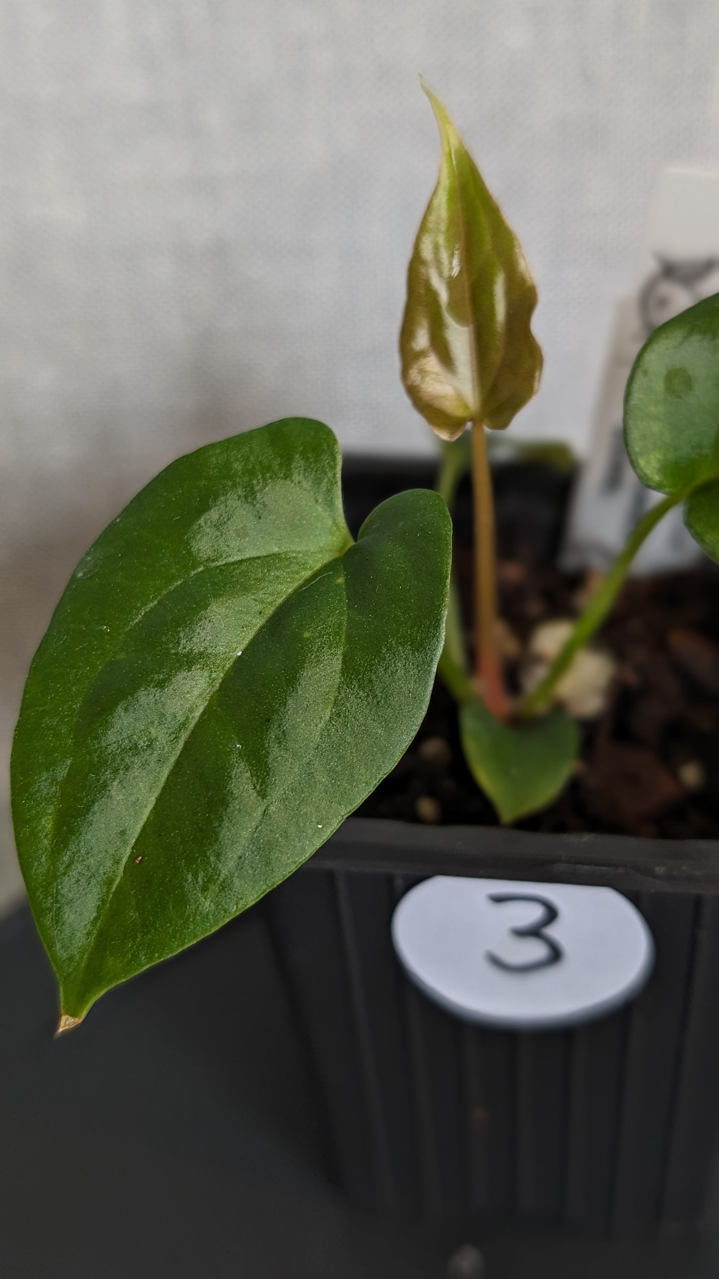 Anthurium Papillilaminum 'Fort Sherman' x Papillilaminum 'Daniel' - Big Seedling