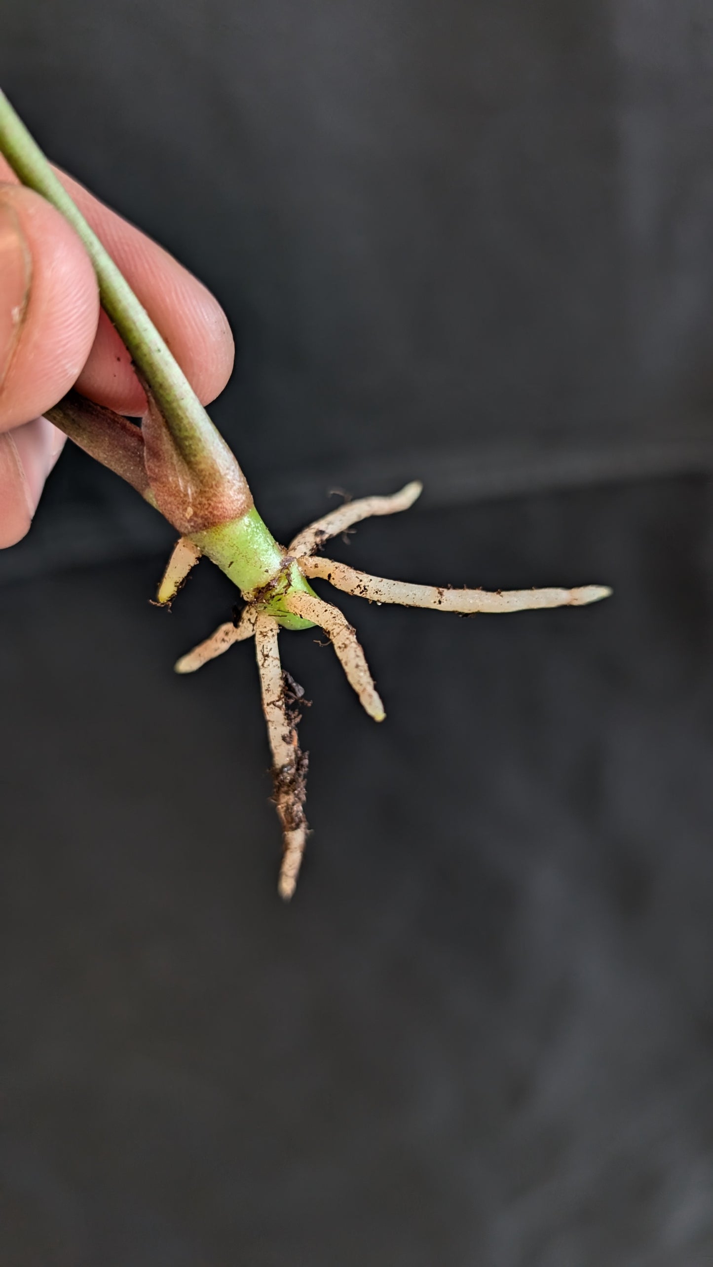 Anthurium Black Widow 13 x 43 clone