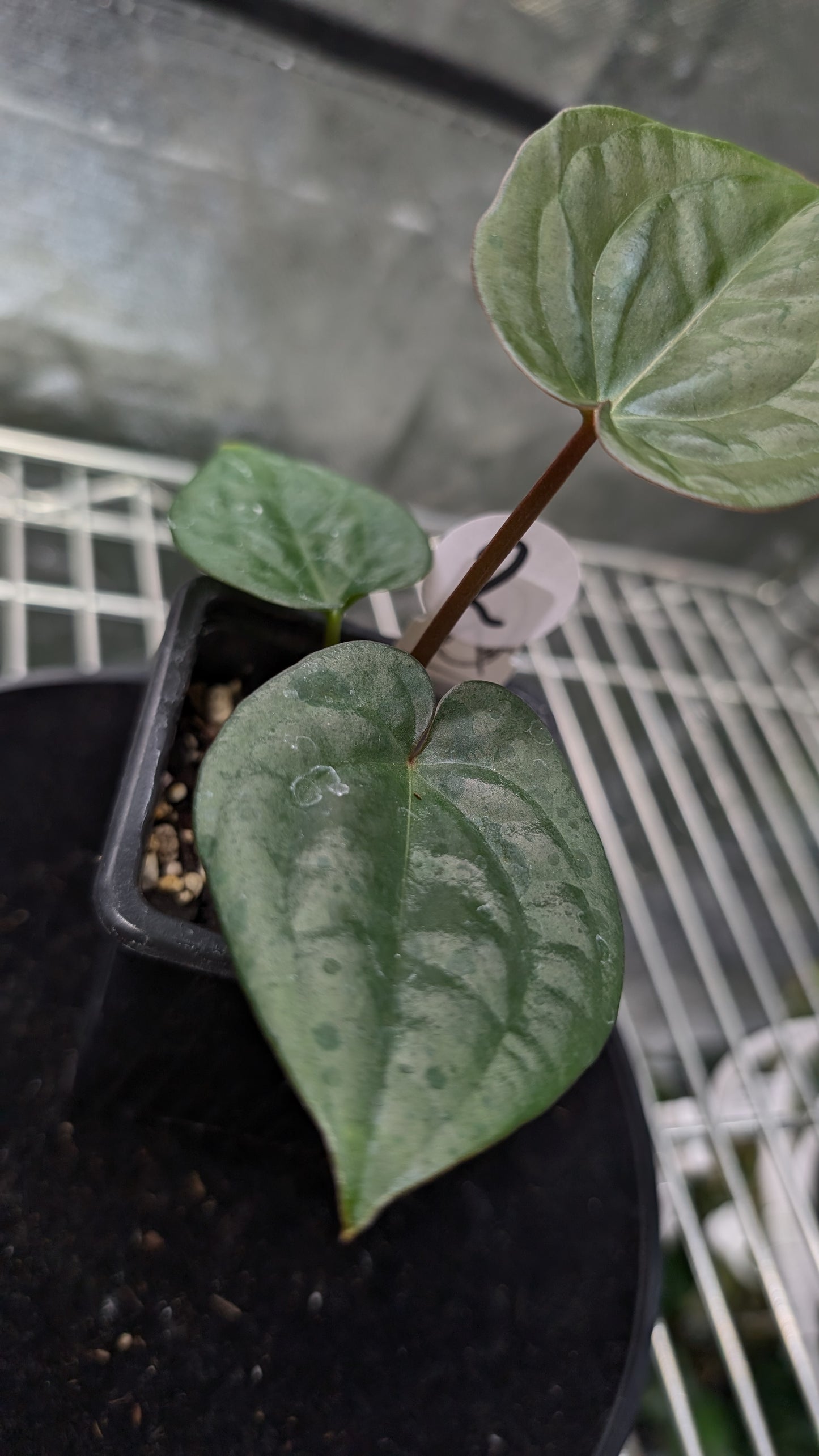 Anthurium 'Ace of Spagetii' x Luxurians