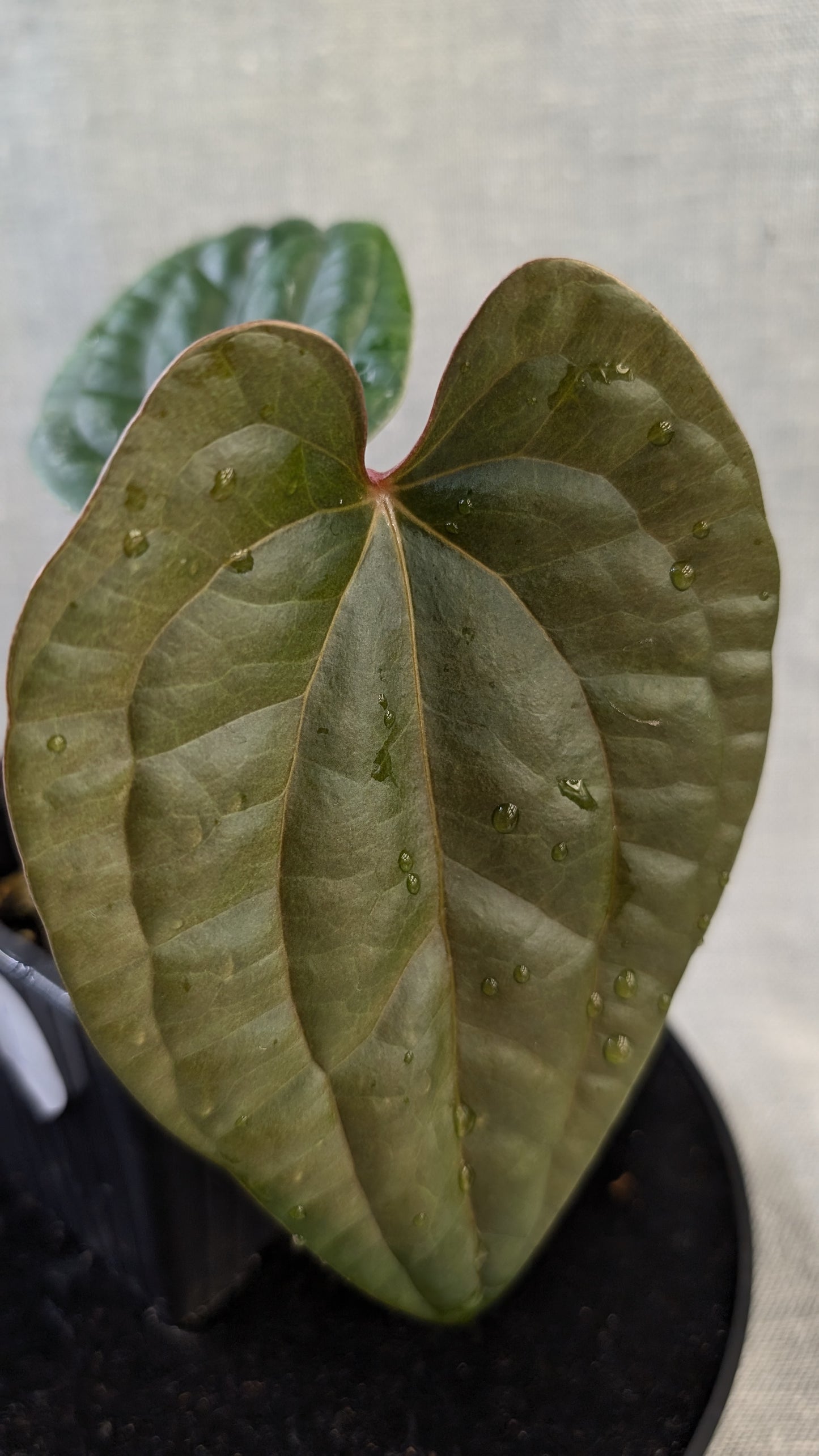 Anthurium Luxurians x Papillilaminum 'Fort Sherman'