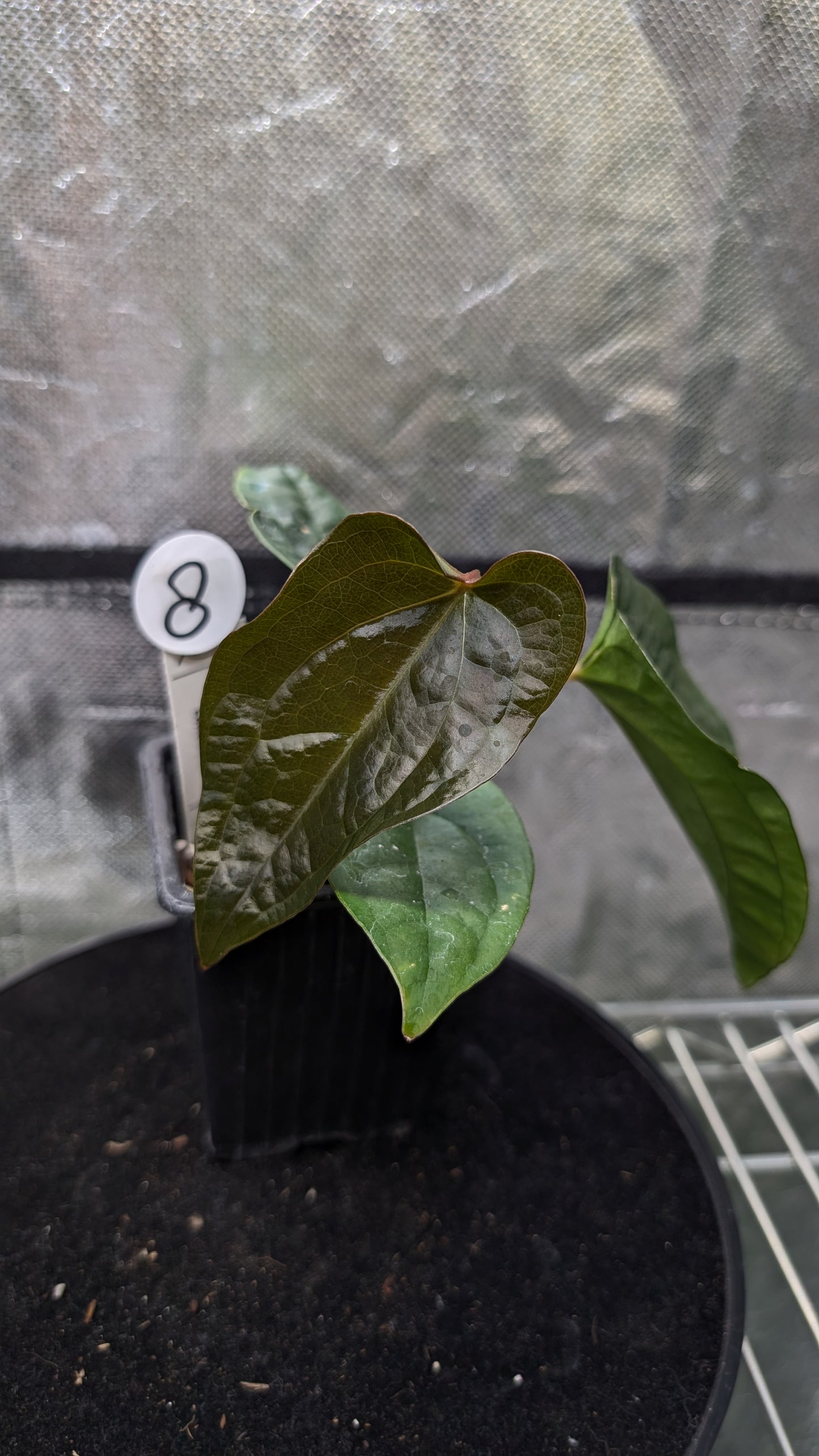 Anthurium 'Ace of Spagetii' x Luxurians