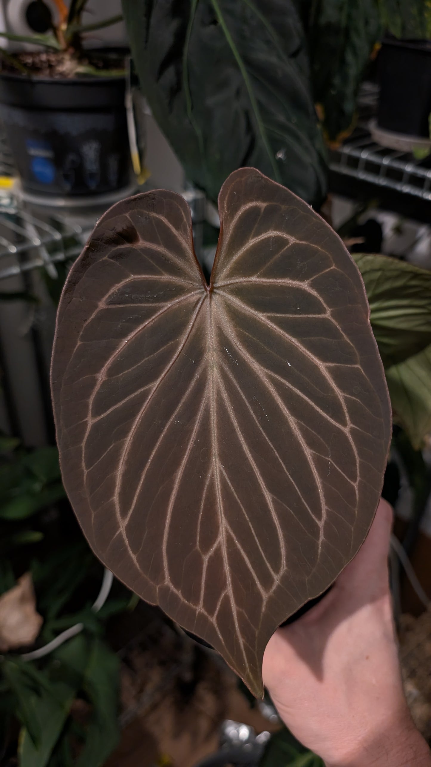 Anthurium King of Spades x BVEP (RxF) or (Sp. Napo x Luxurians)
