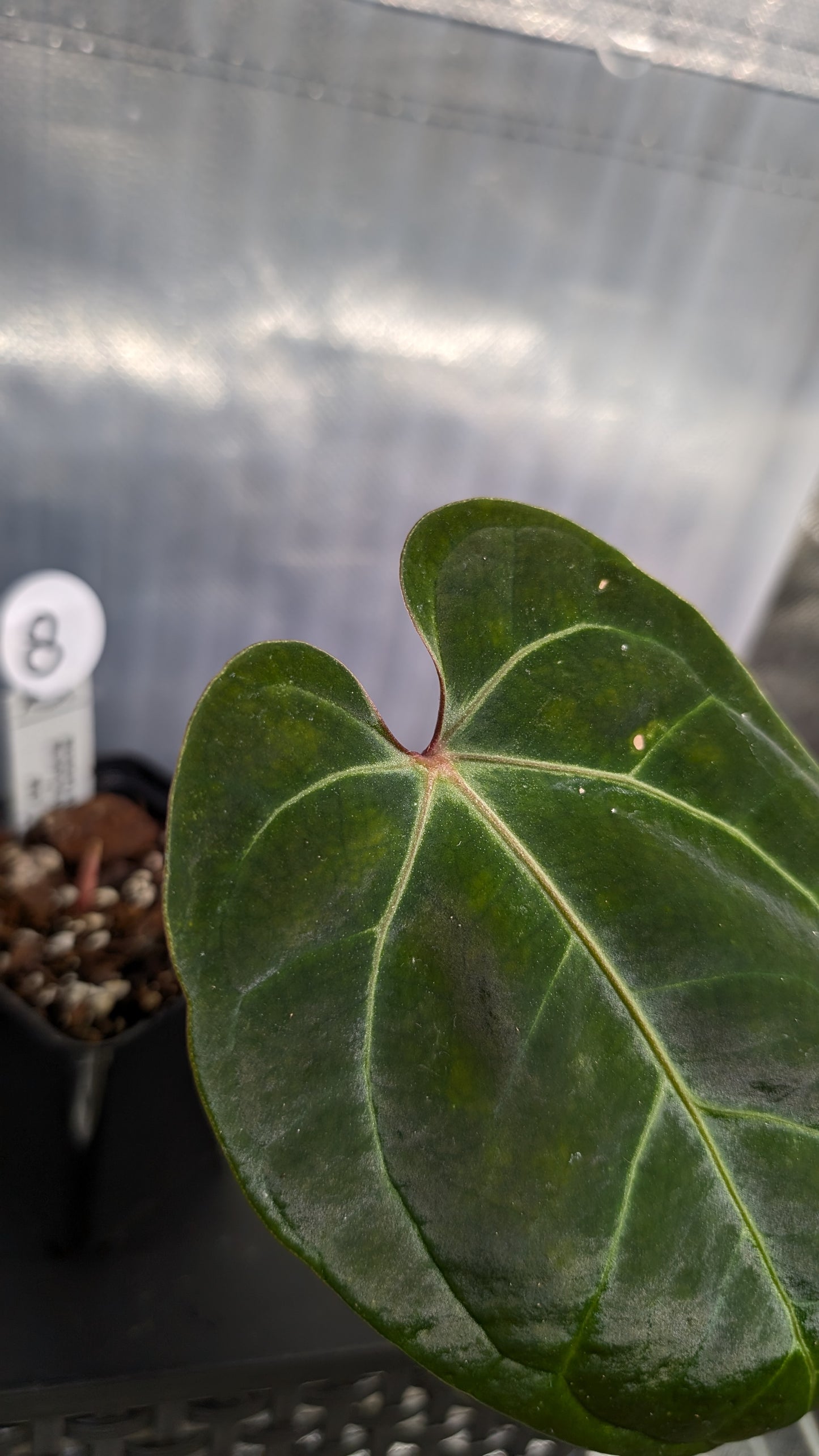 Anthurium Besseae aff. 'Black Pillow'