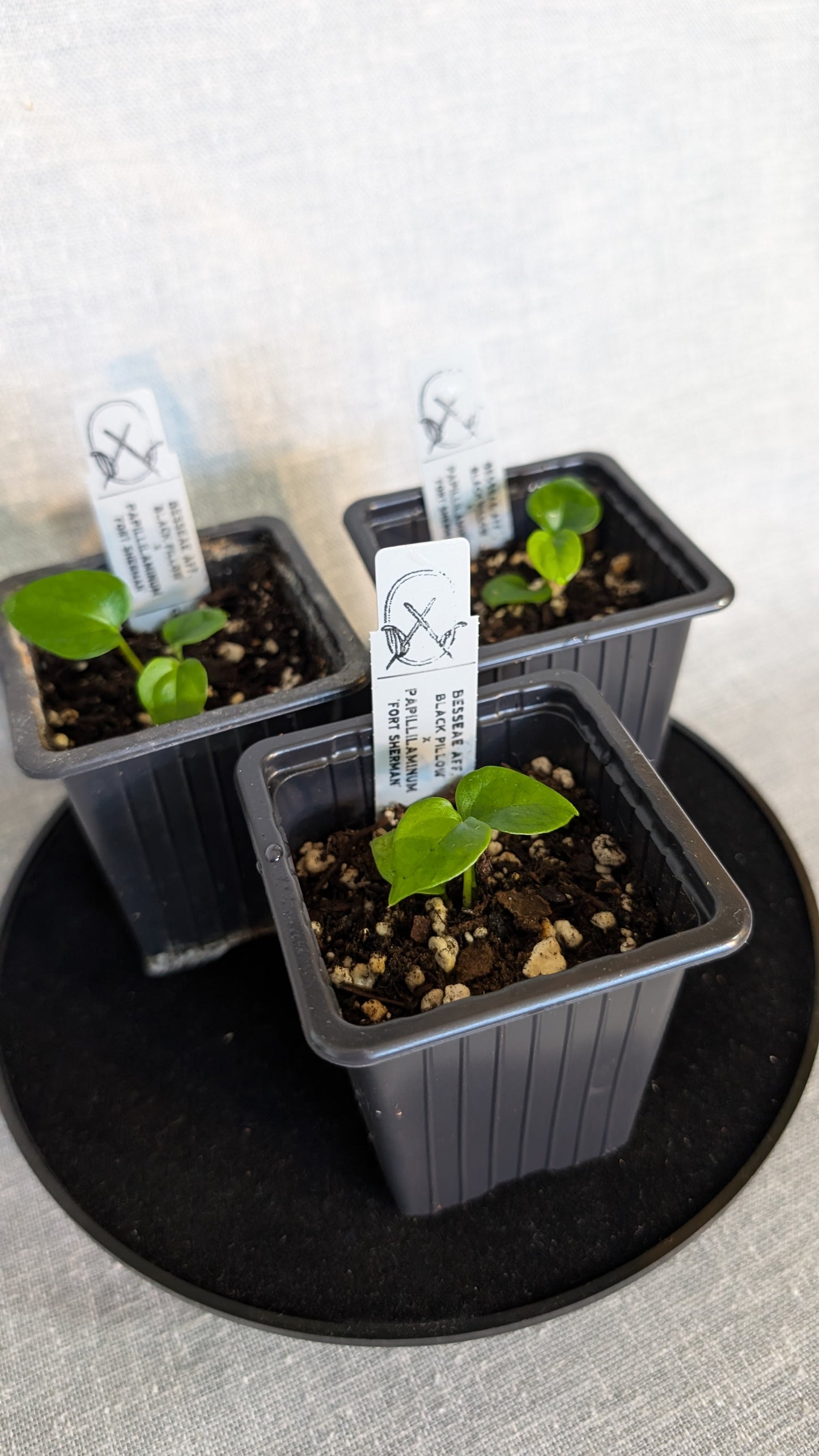 Anthurium Besseae aff 'Black Pillow' x Papillilaminum 'Fort Sherman' seedlings