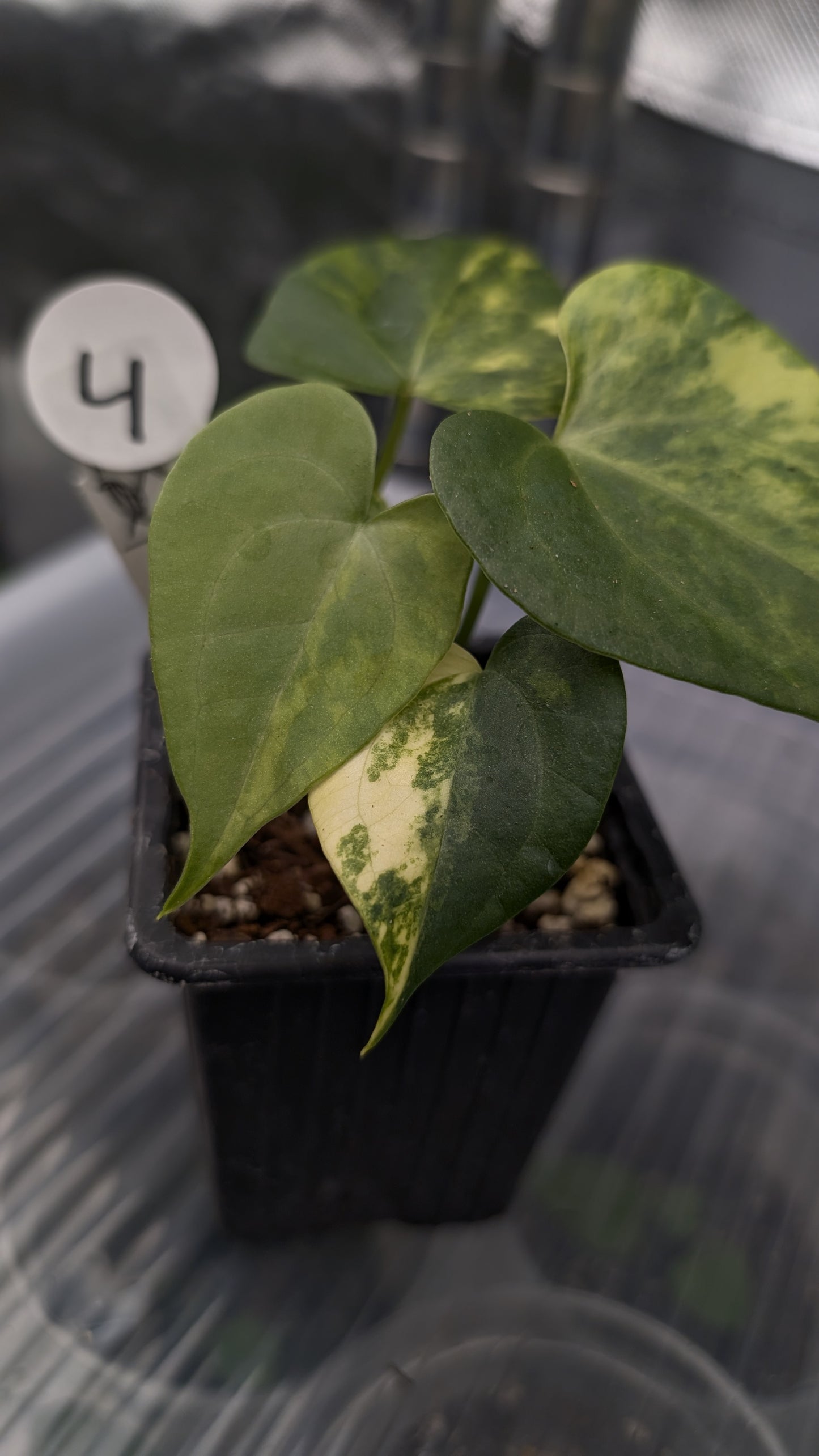 *Variegated* Anthurium Pterodactyl variegata x Clarinervium (or x self)