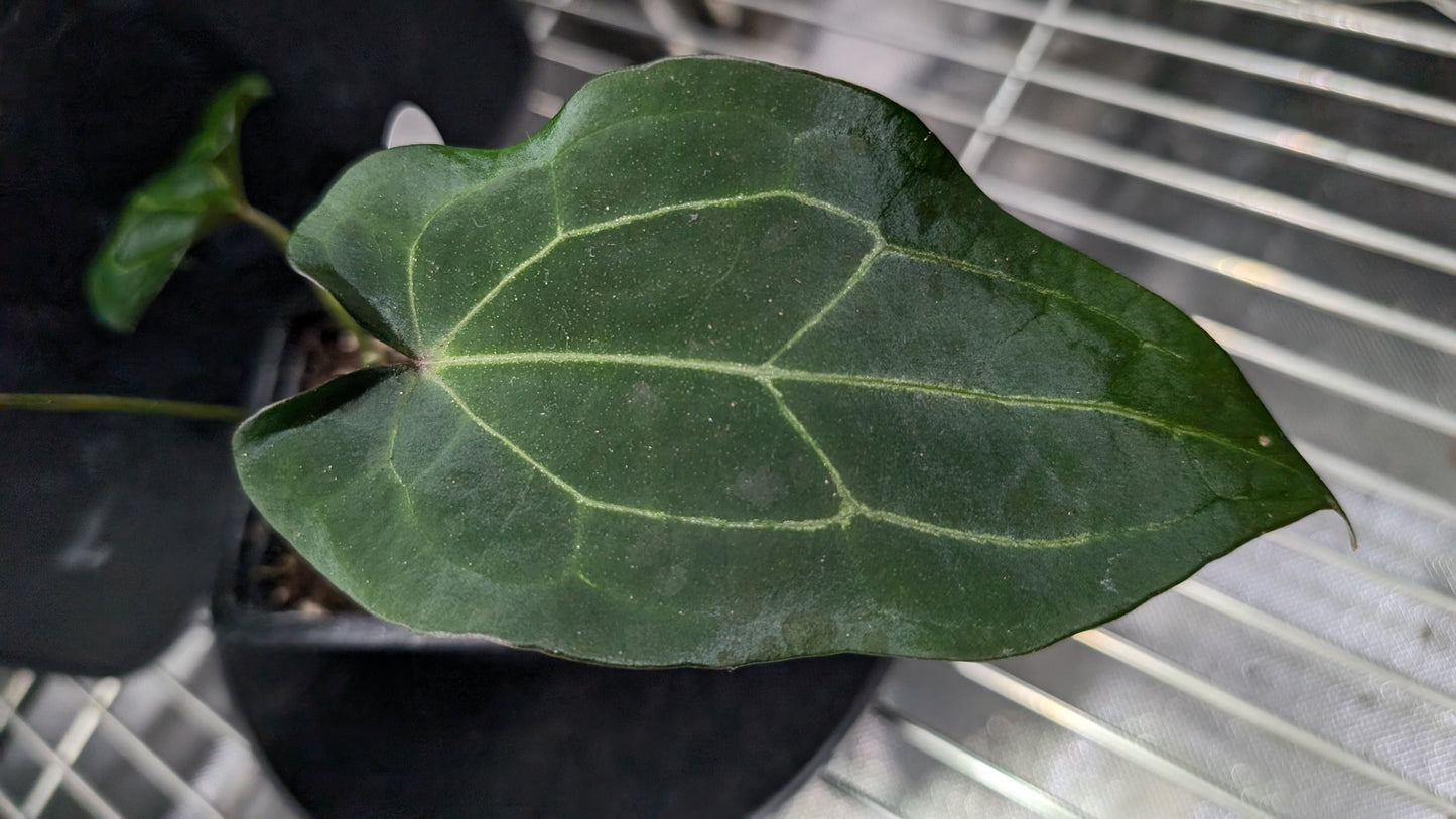 Anthurium Ace of Spagetii F2 (Ace of Spades x Forgetii) F2