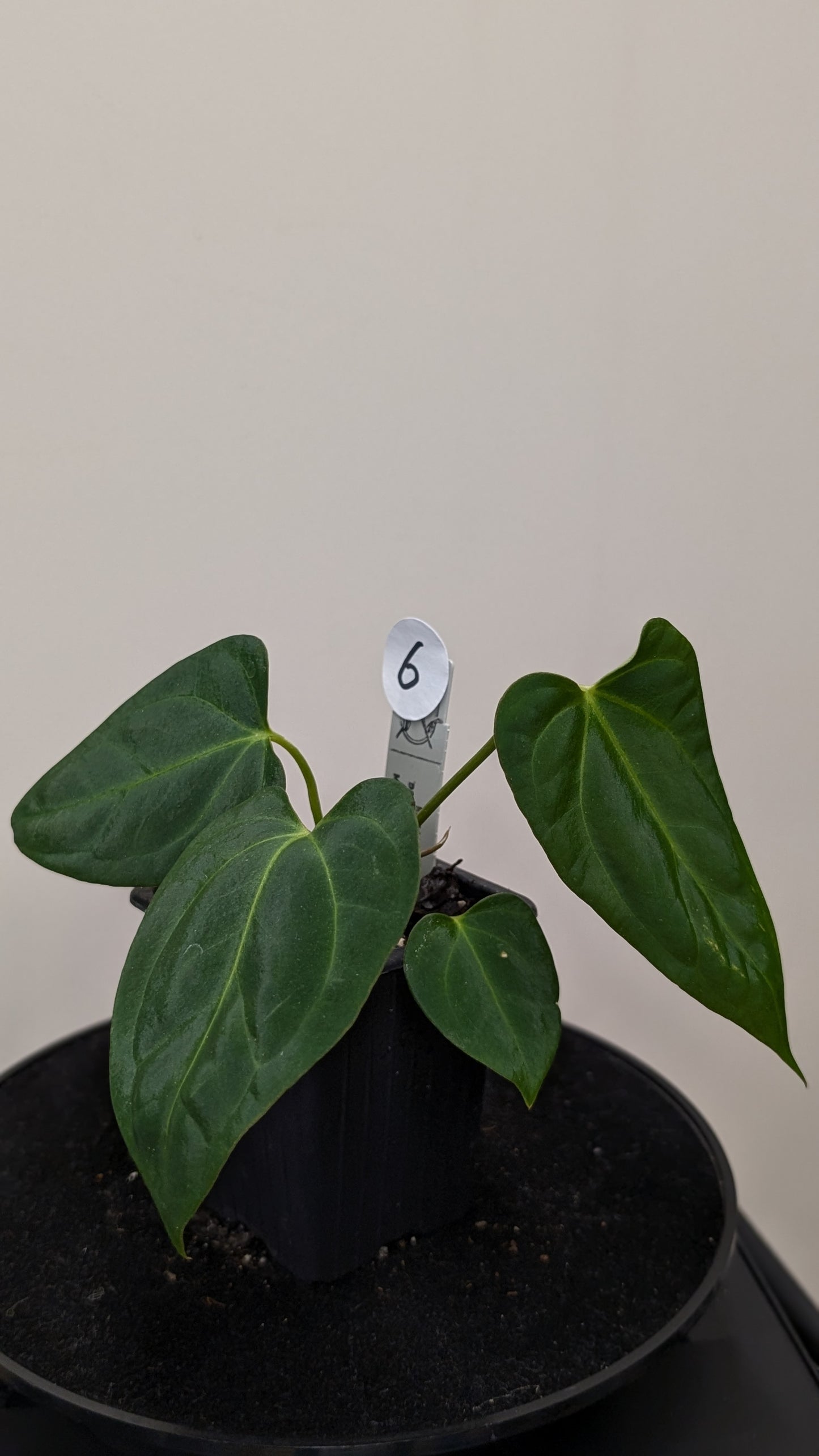 Anthurium Regale 'Dream Catcher' x Mr. Worldwide