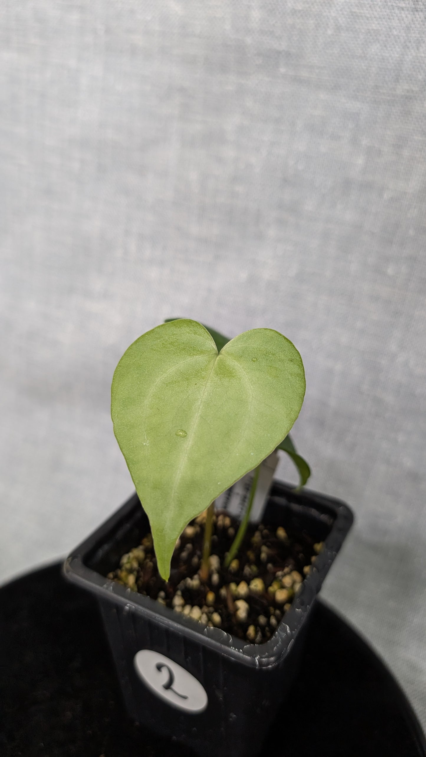Anthurium Pterodactyl variegata x Clarinervium (or x self)