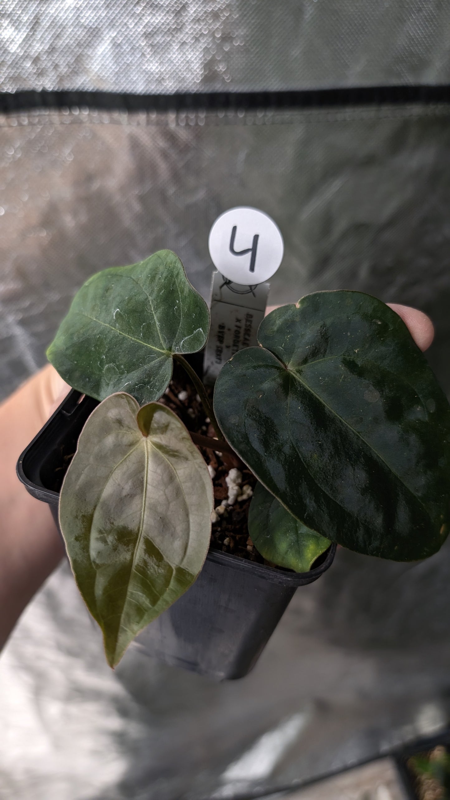 Anthurium [Besseae aff. x Forgetii dark] x BVEP Round x Felix