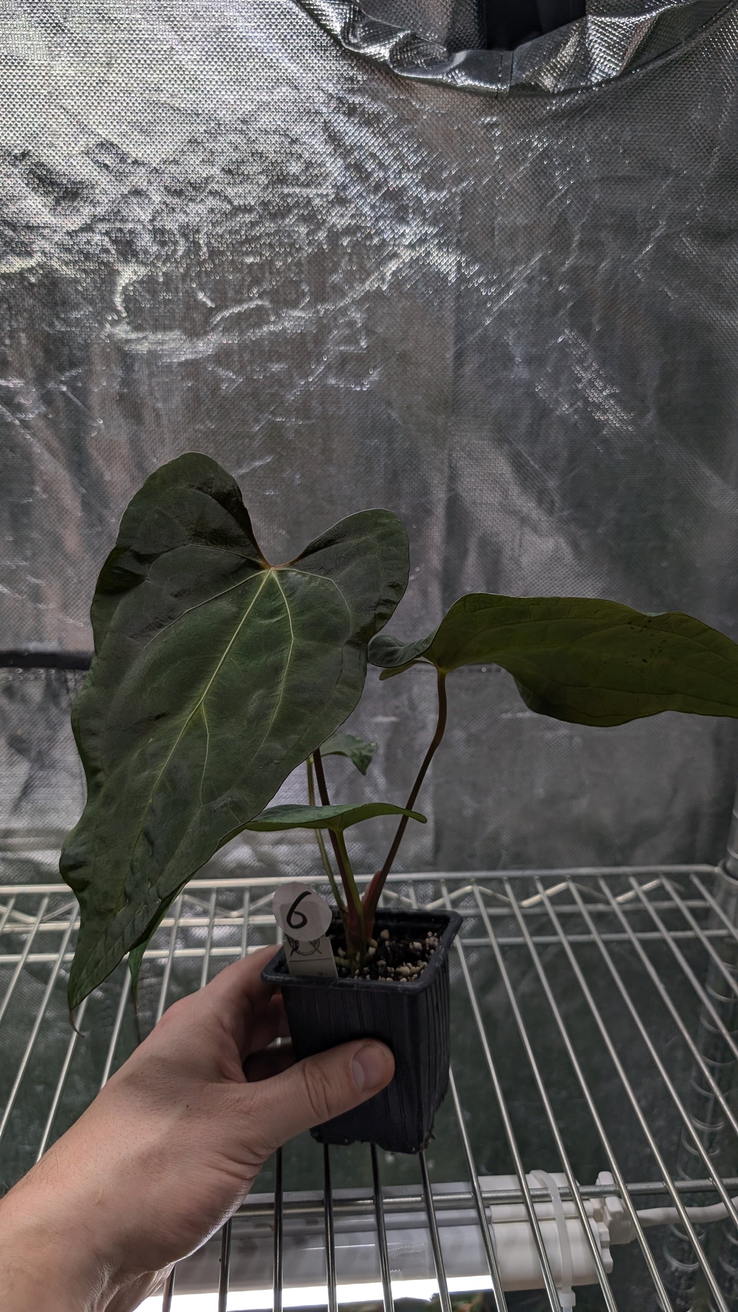 Anthurium Papillilaminum 'Daniel' x Ace of Spagetii