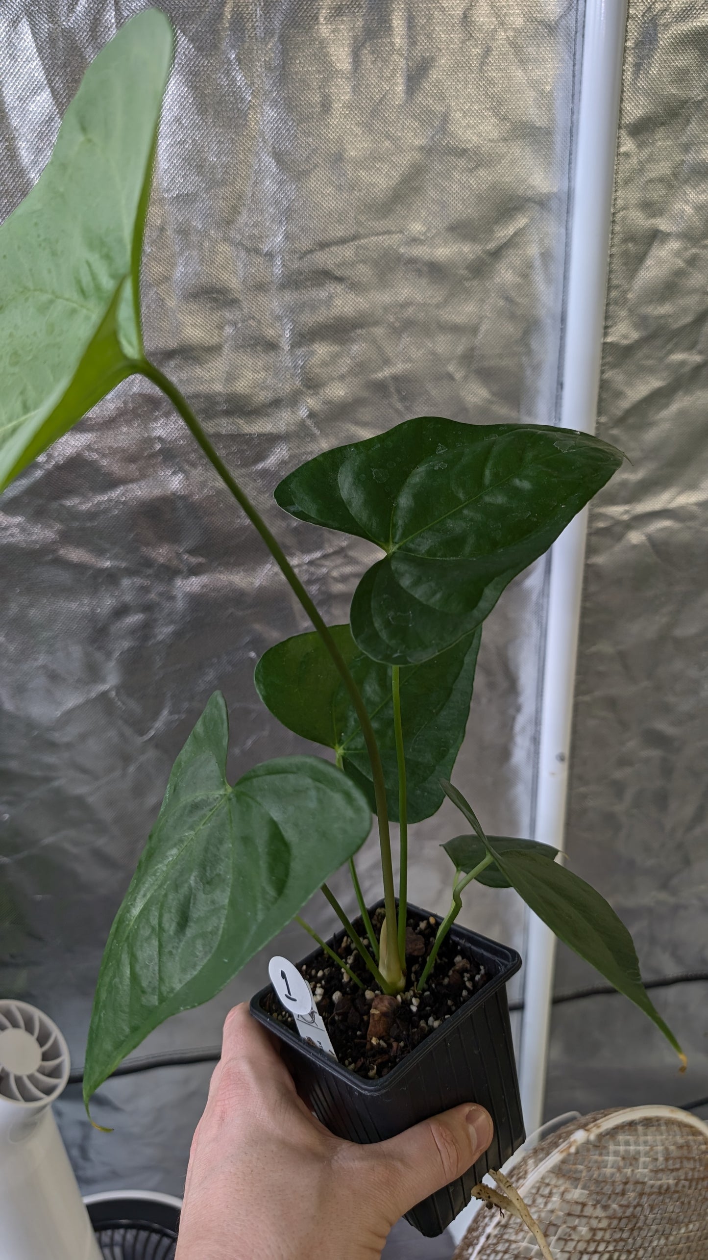 Anthurium Pterodactyl x self