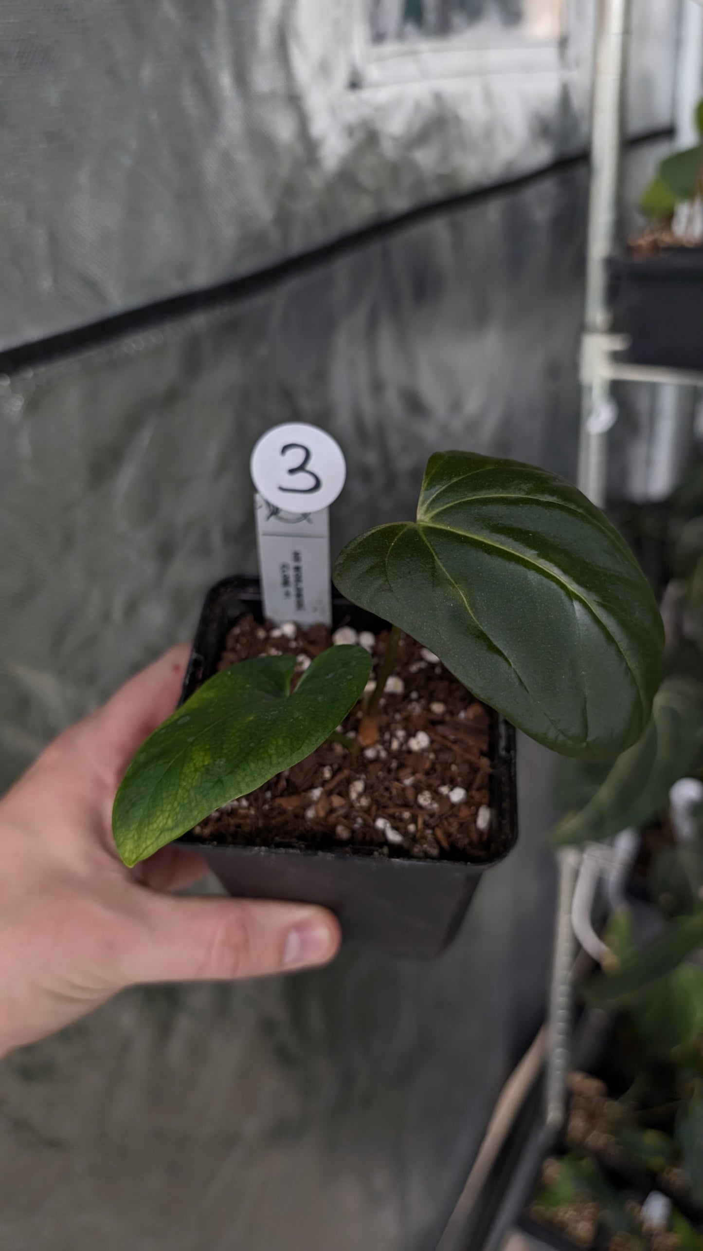 Anthurium Mr. Worldwide Clone #1