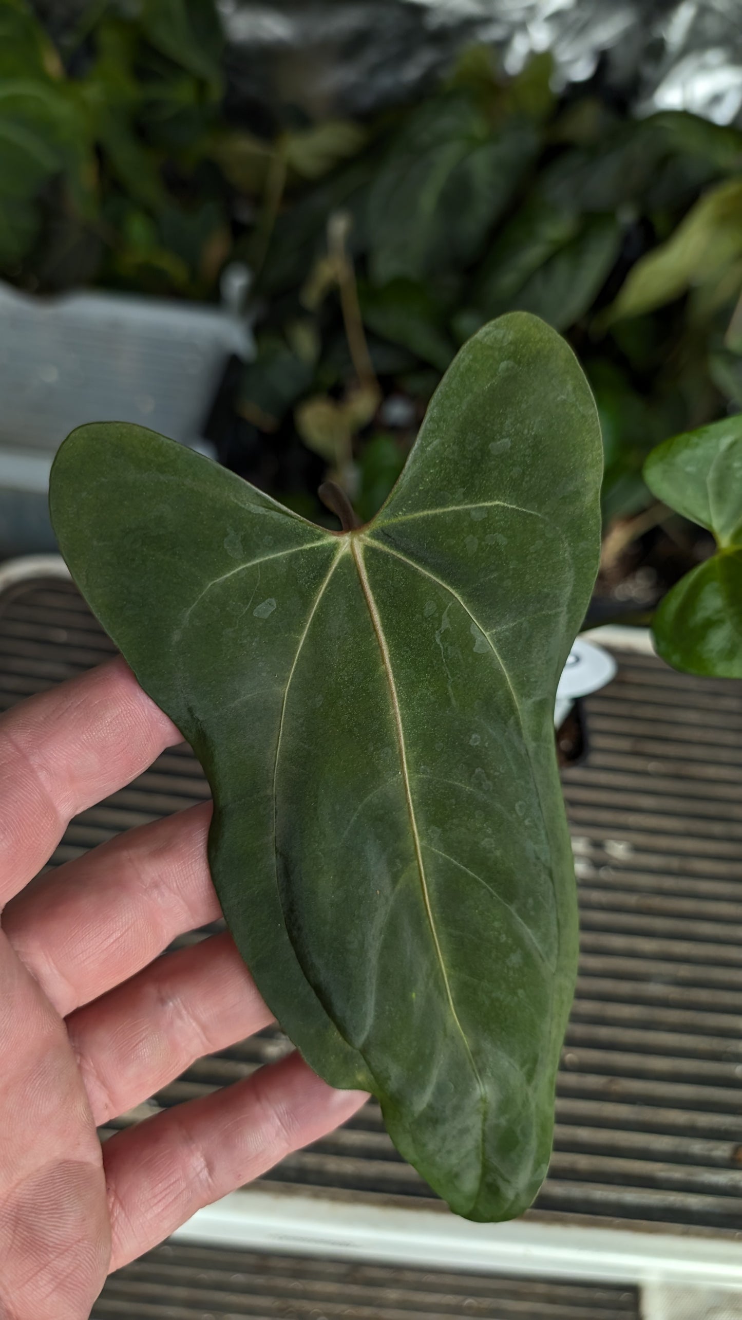Anthurium Papillilaminum 'Fort Sherman' x Mr. Worldwide
