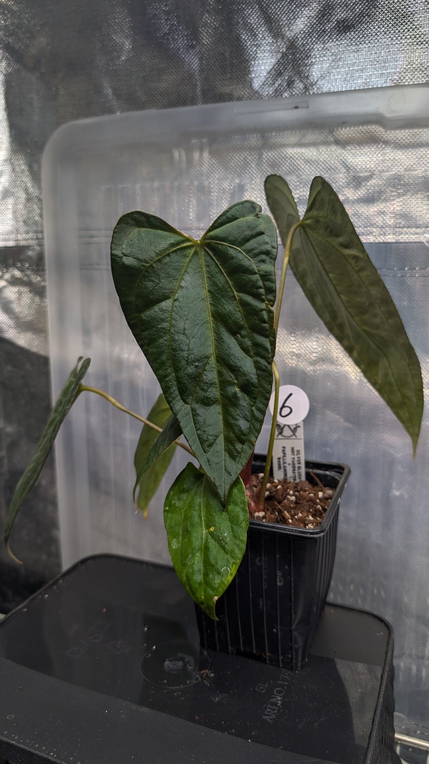 Anthurium Silver Blush Mint variegated x Papillilaminum 'Daniel'