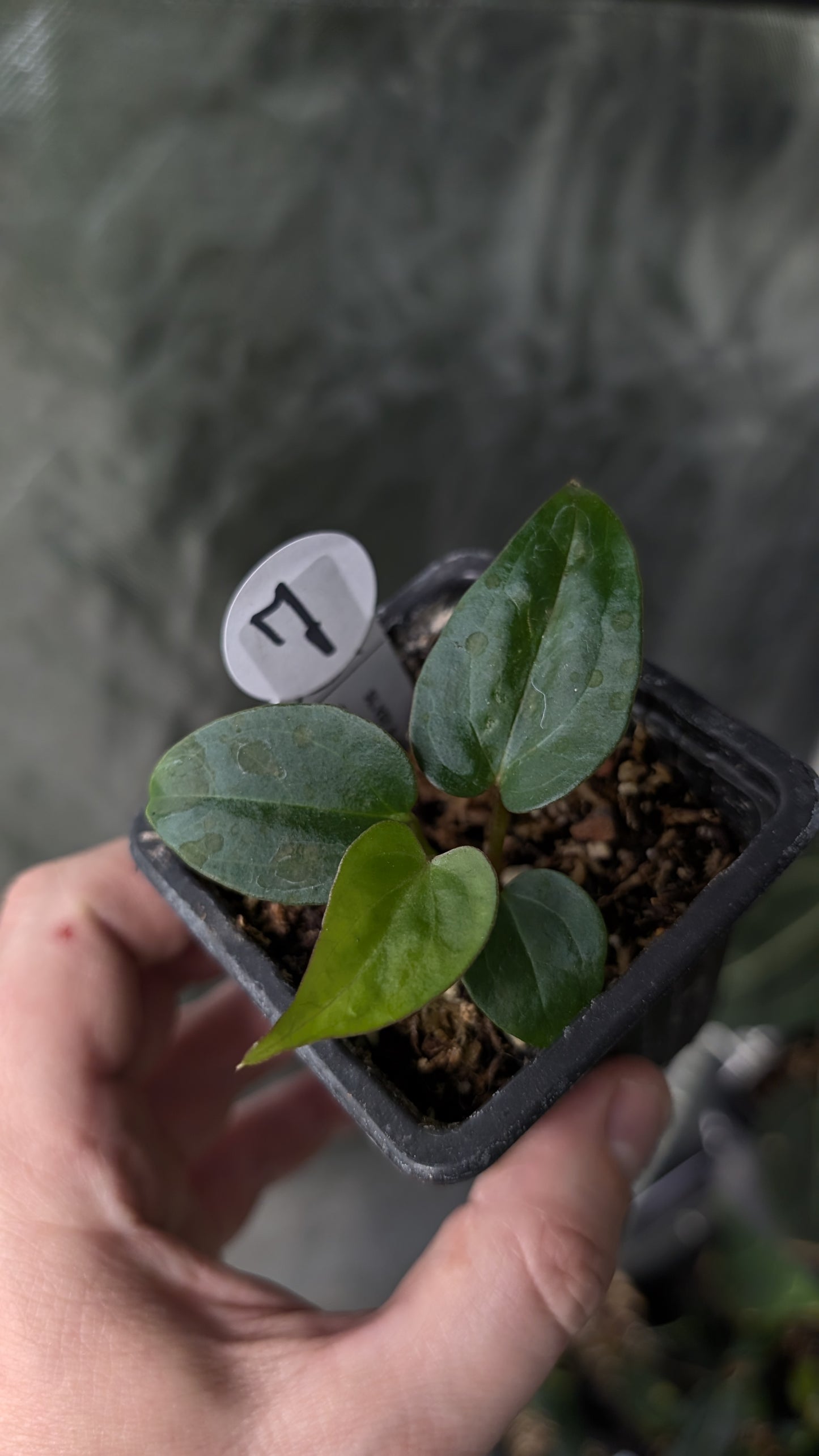 Anthurium Silver Blush Mint x Sp. Napo x Luxurians