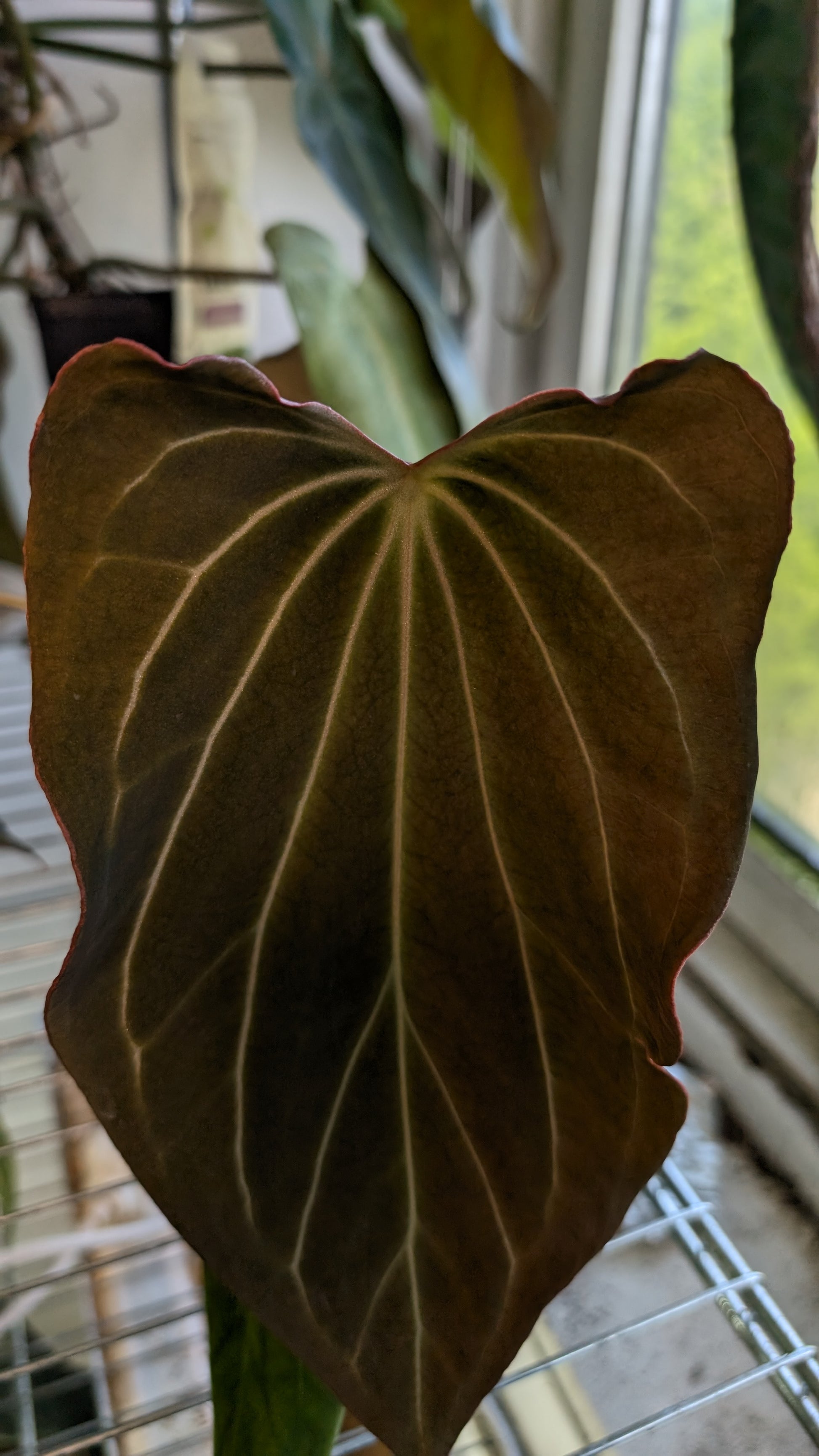 black widow anthurium Anthurium Black Widow 13 x 43 clone – Curious Plants