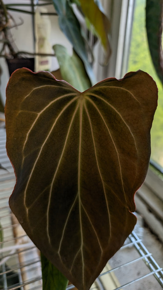 Anthurium Black Widow 13 x 43 clone
