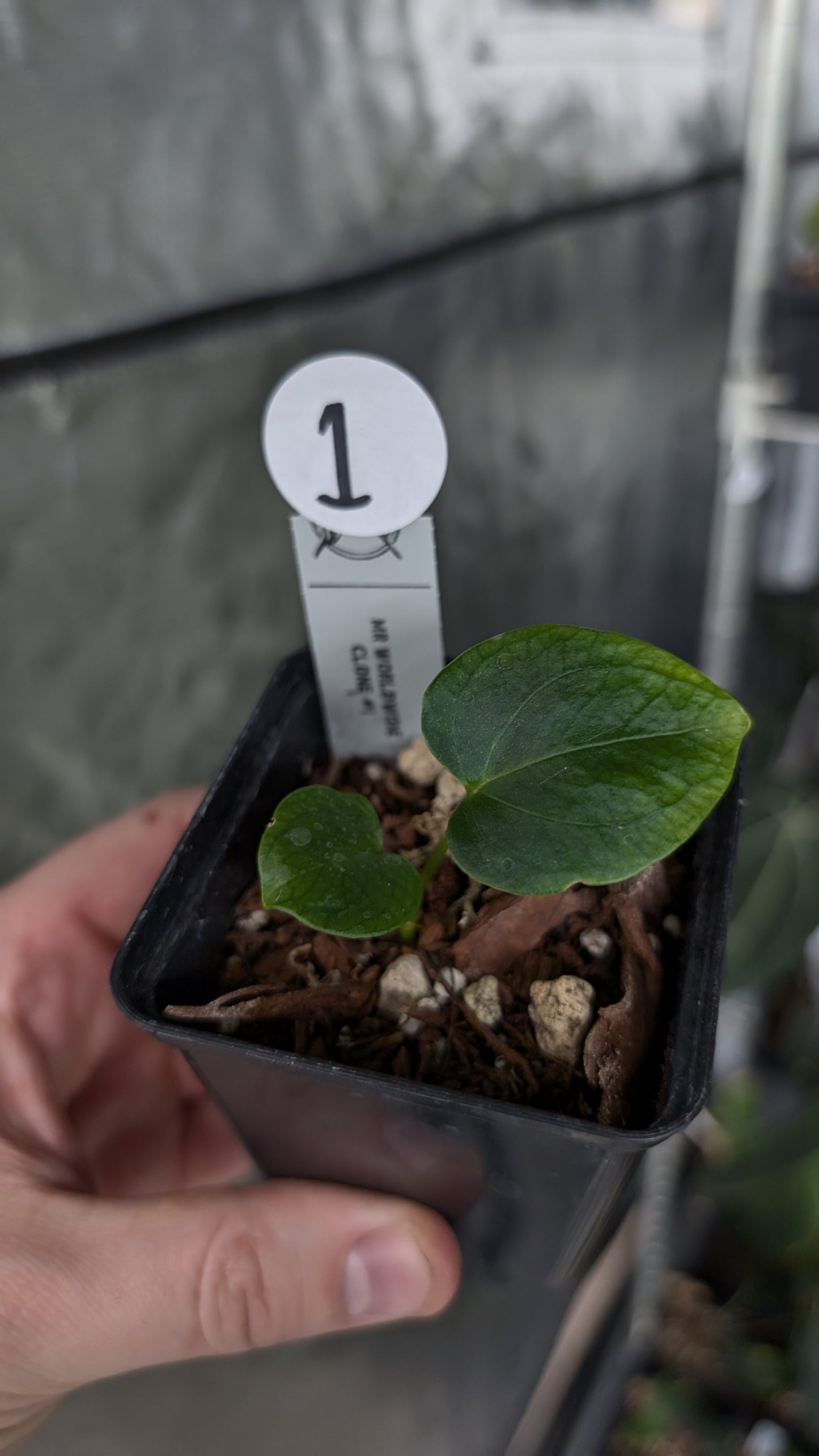 Anthurium Mr. Worldwide Clone #1