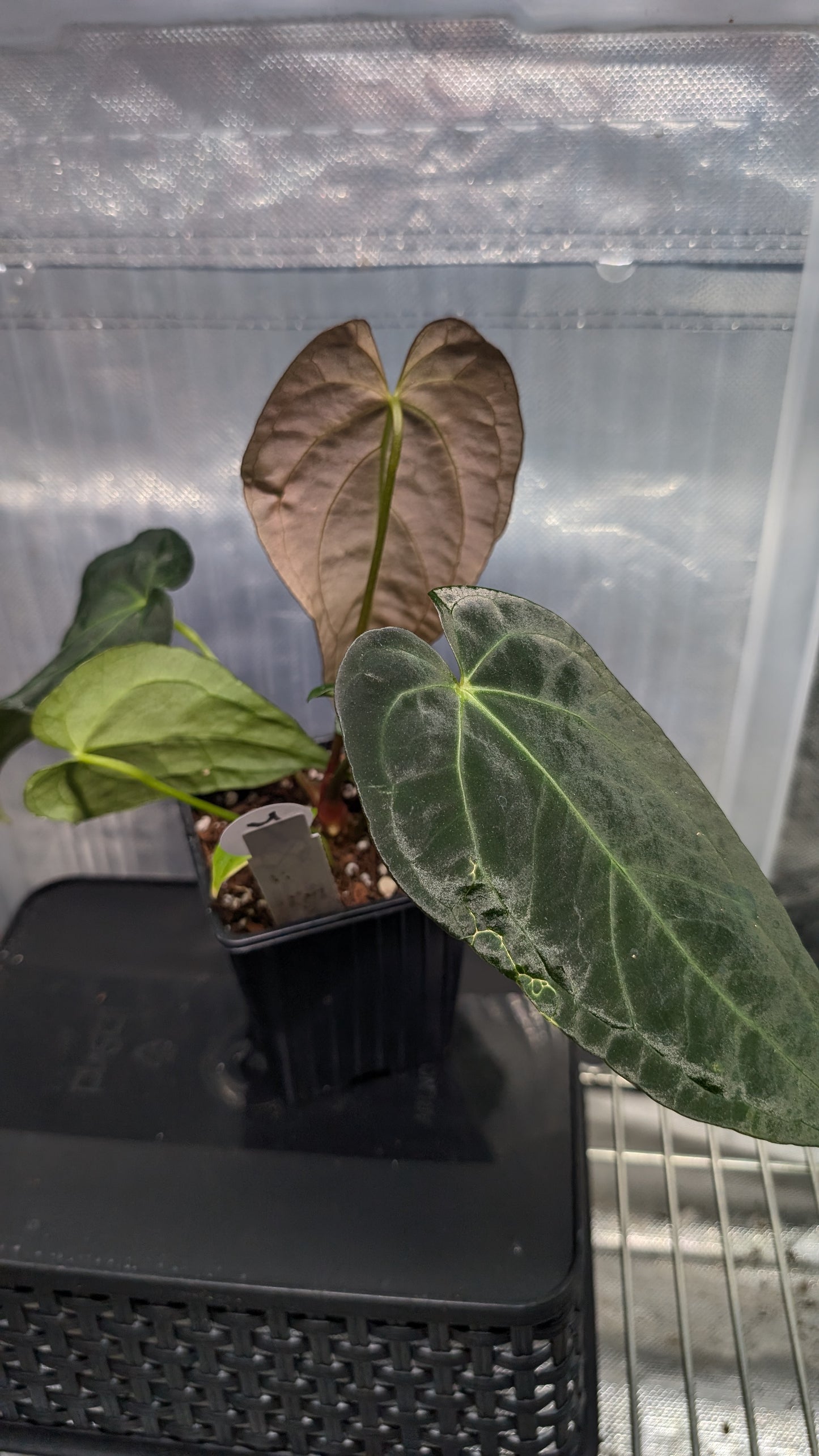 Anthurium Silver Blush Mint variegated x Papillilaminum 'Daniel'