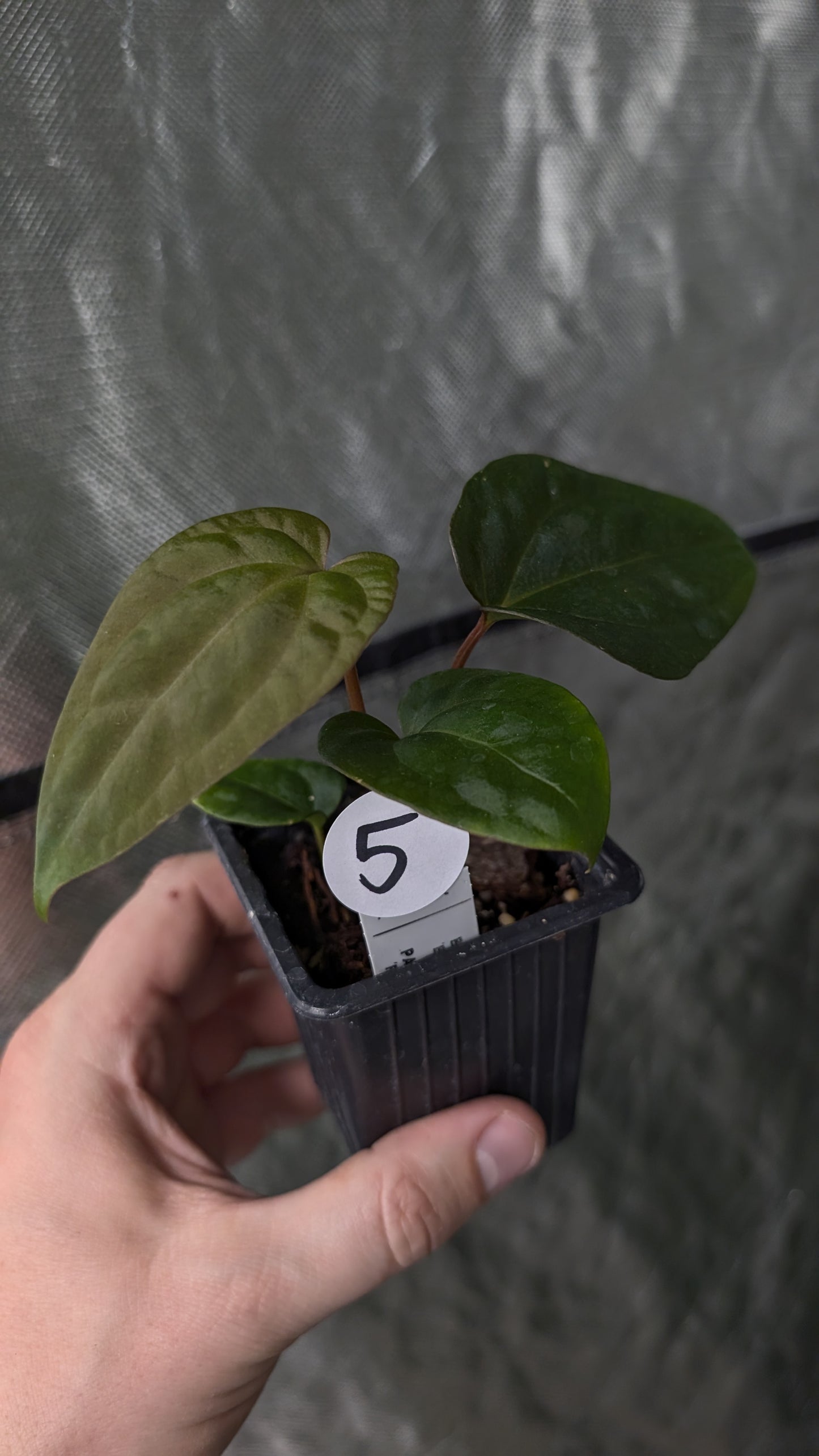Anthurium Besseae aff 'Black Pillow' x Papillilaminum 'Fort Sherman'