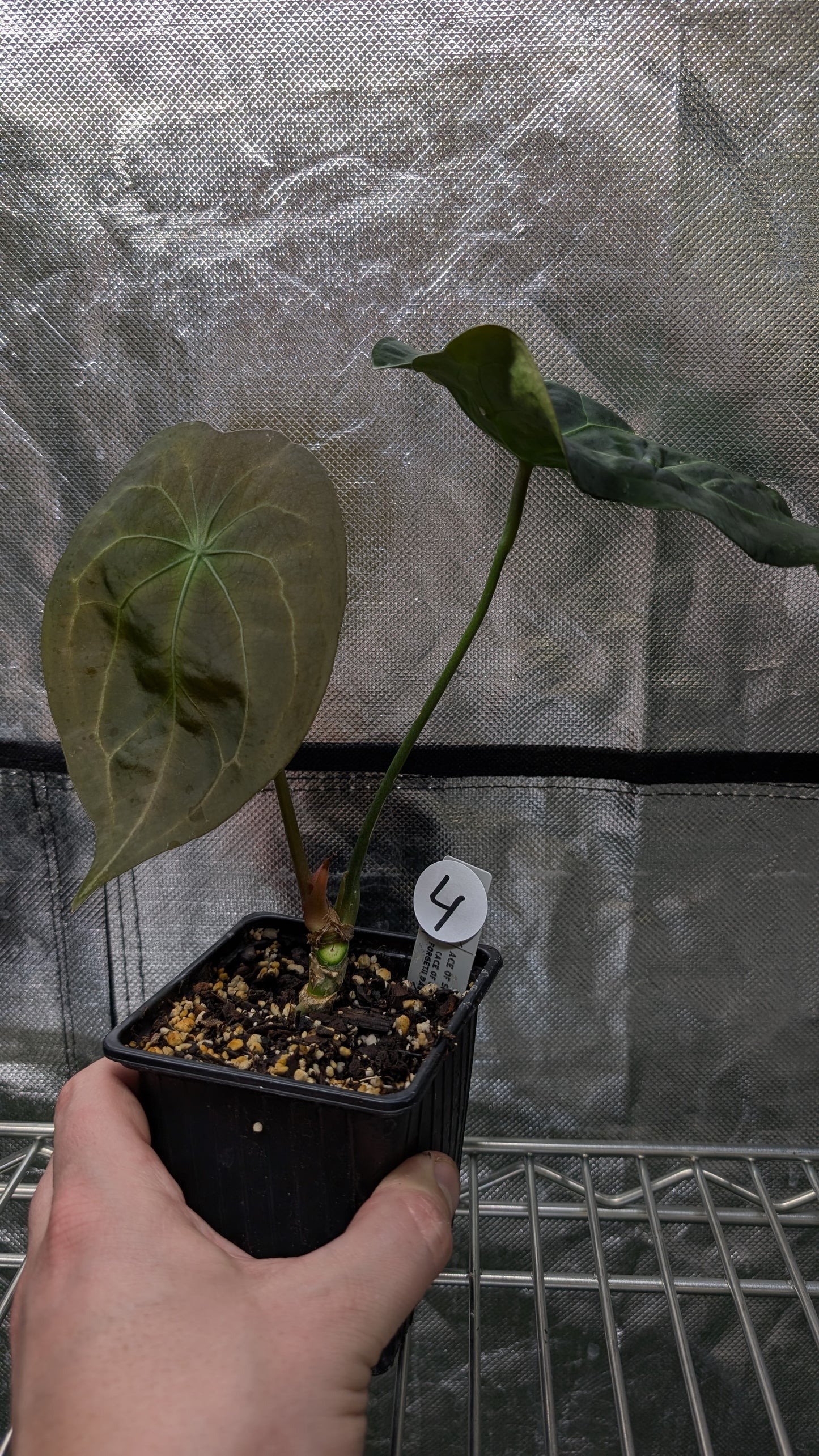 Anthurium Ace of Spagetii F2 (Ace of Spades x Forgetii) F2