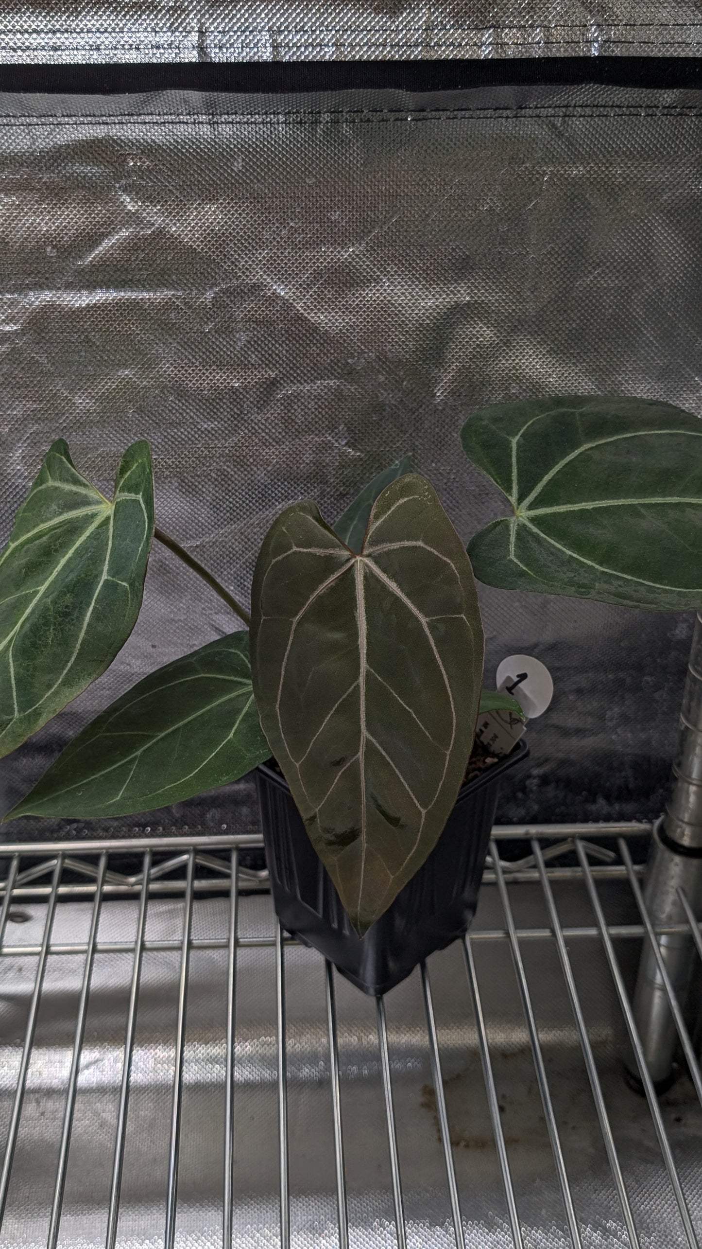 Anthurium Doc Block F1 x Mr Worldwide