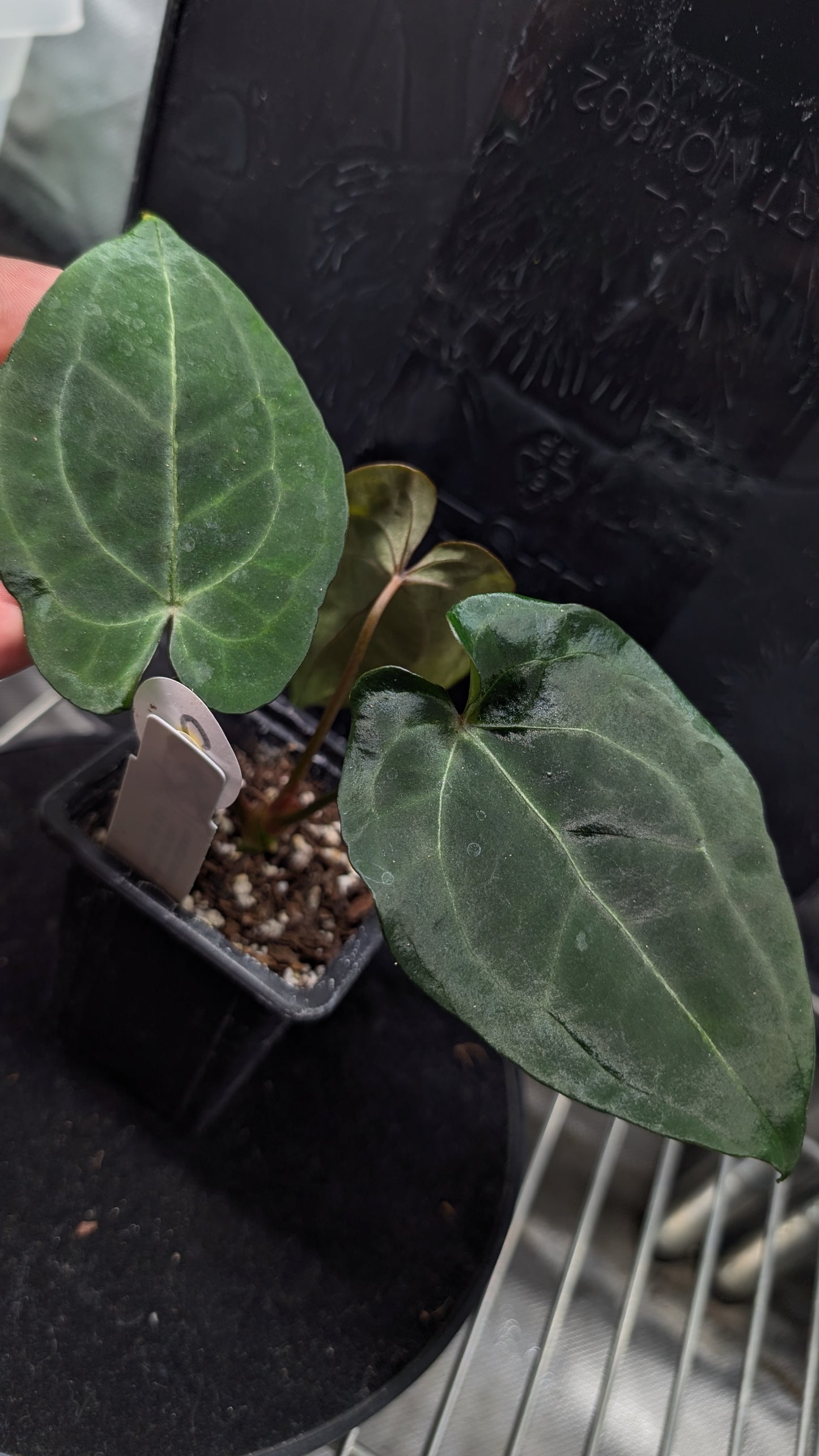 Anthurium Ace of Spagetii F2 (Ace of Spades x Forgetii) F2