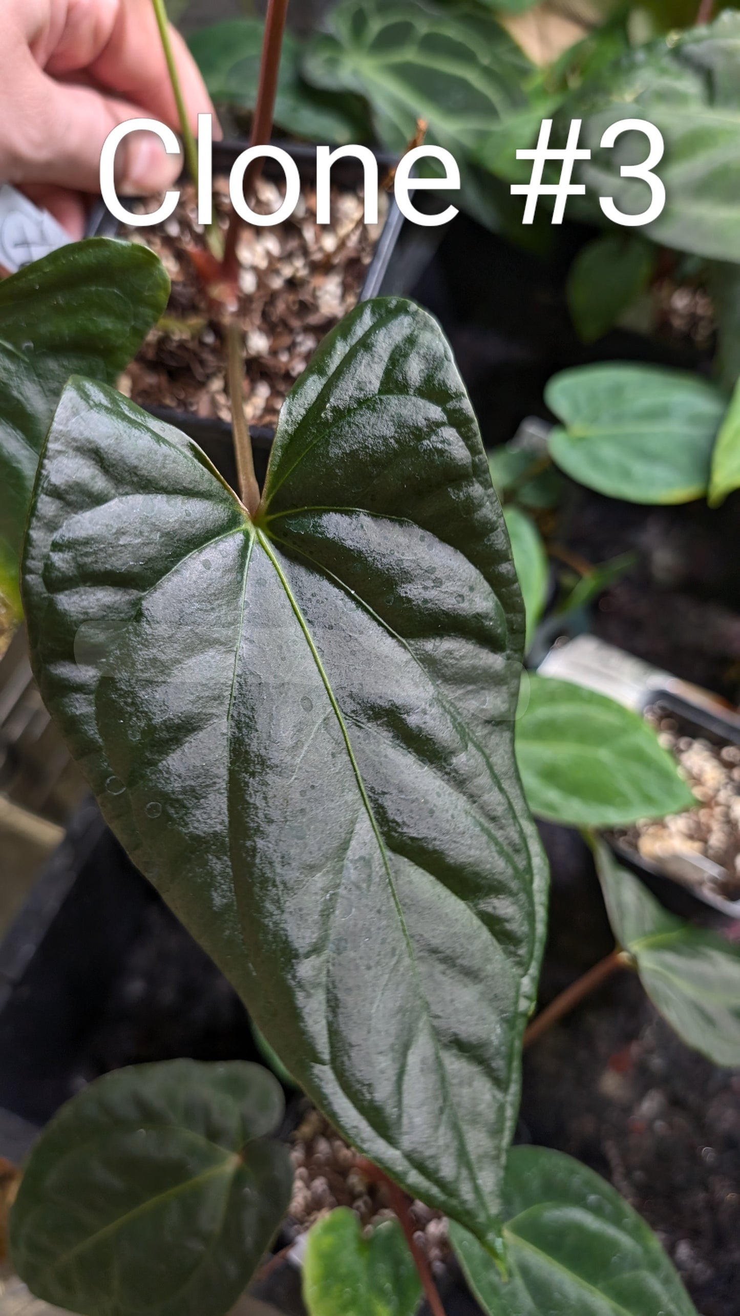 Anthurium Sp. Silver Peru Wide Sinus x Papillilaminum 'Fort Sherman'