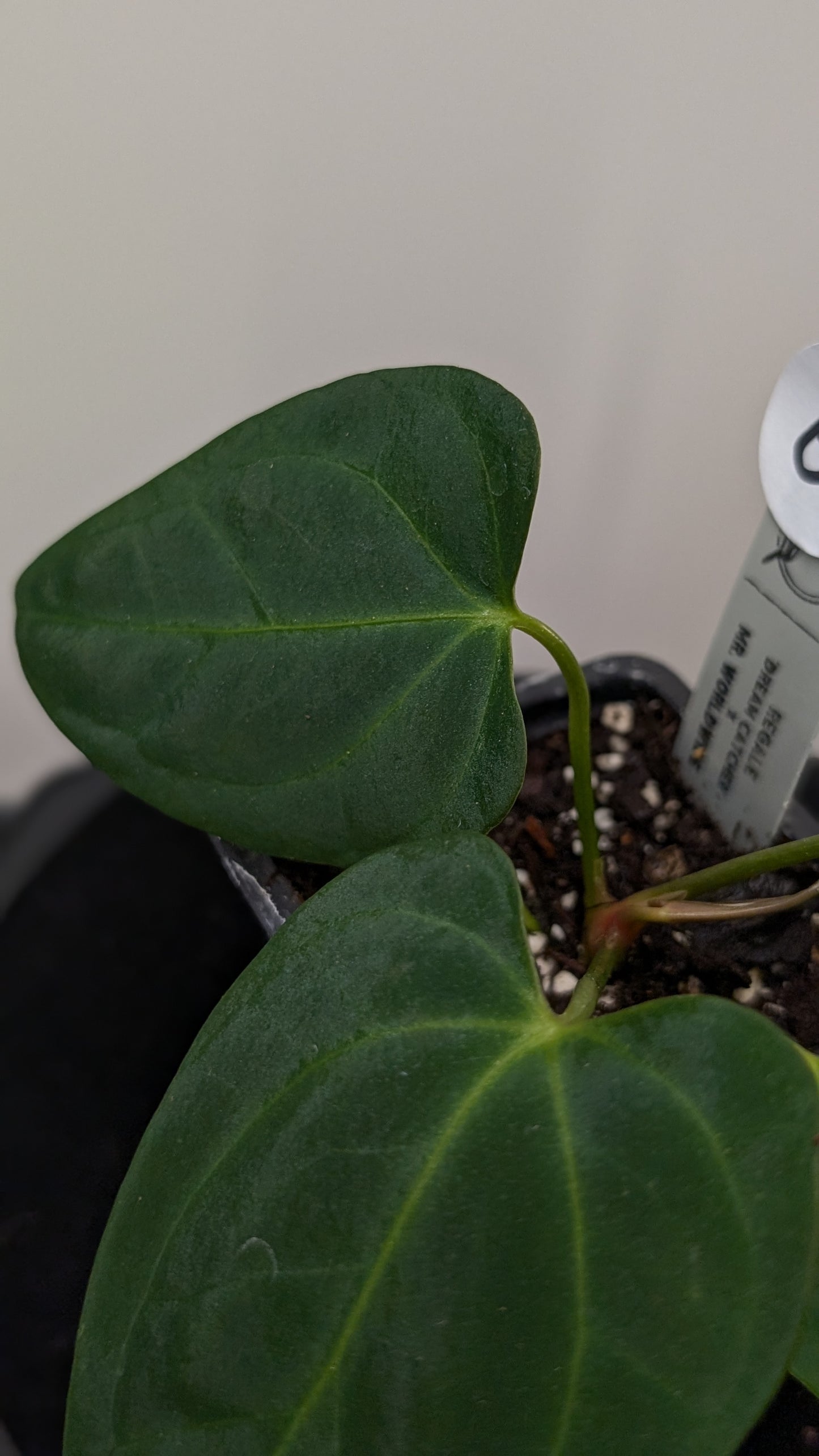 Anthurium Regale 'Dream Catcher' x Mr. Worldwide