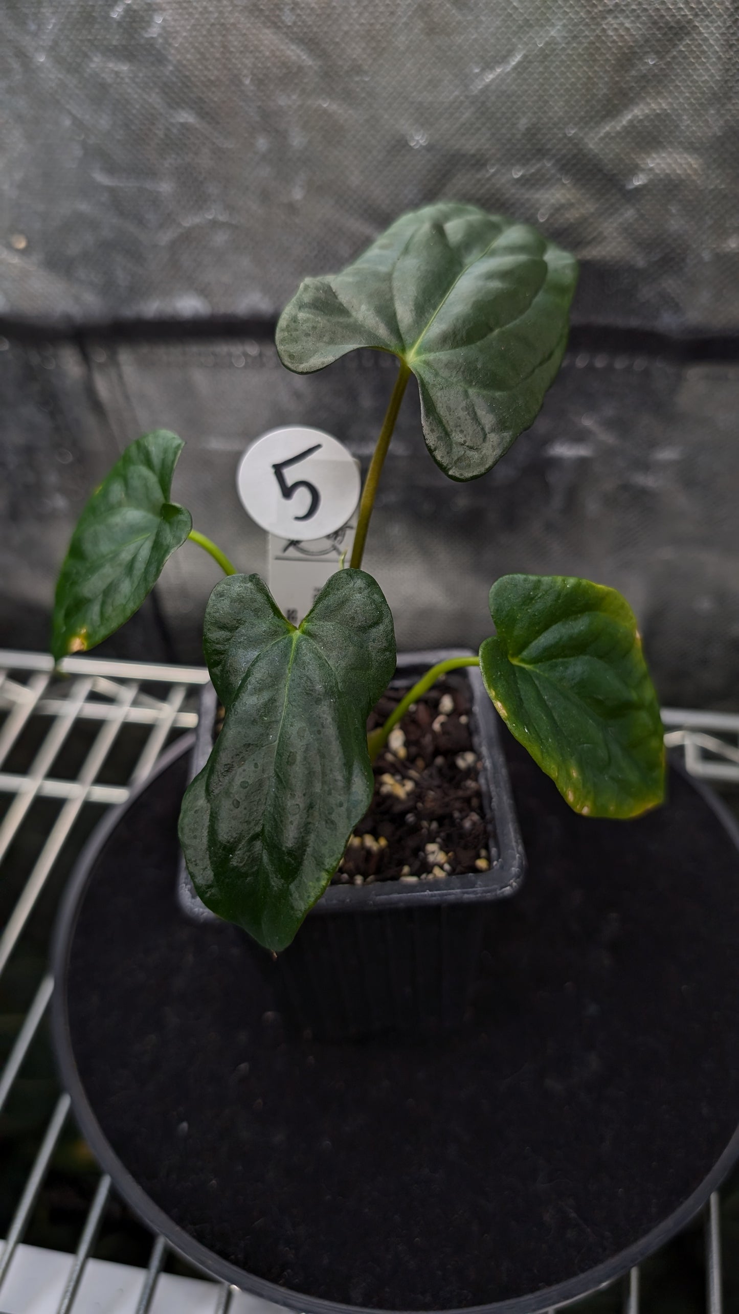 Anthurium Papillilaminum 'Fort Sherman'