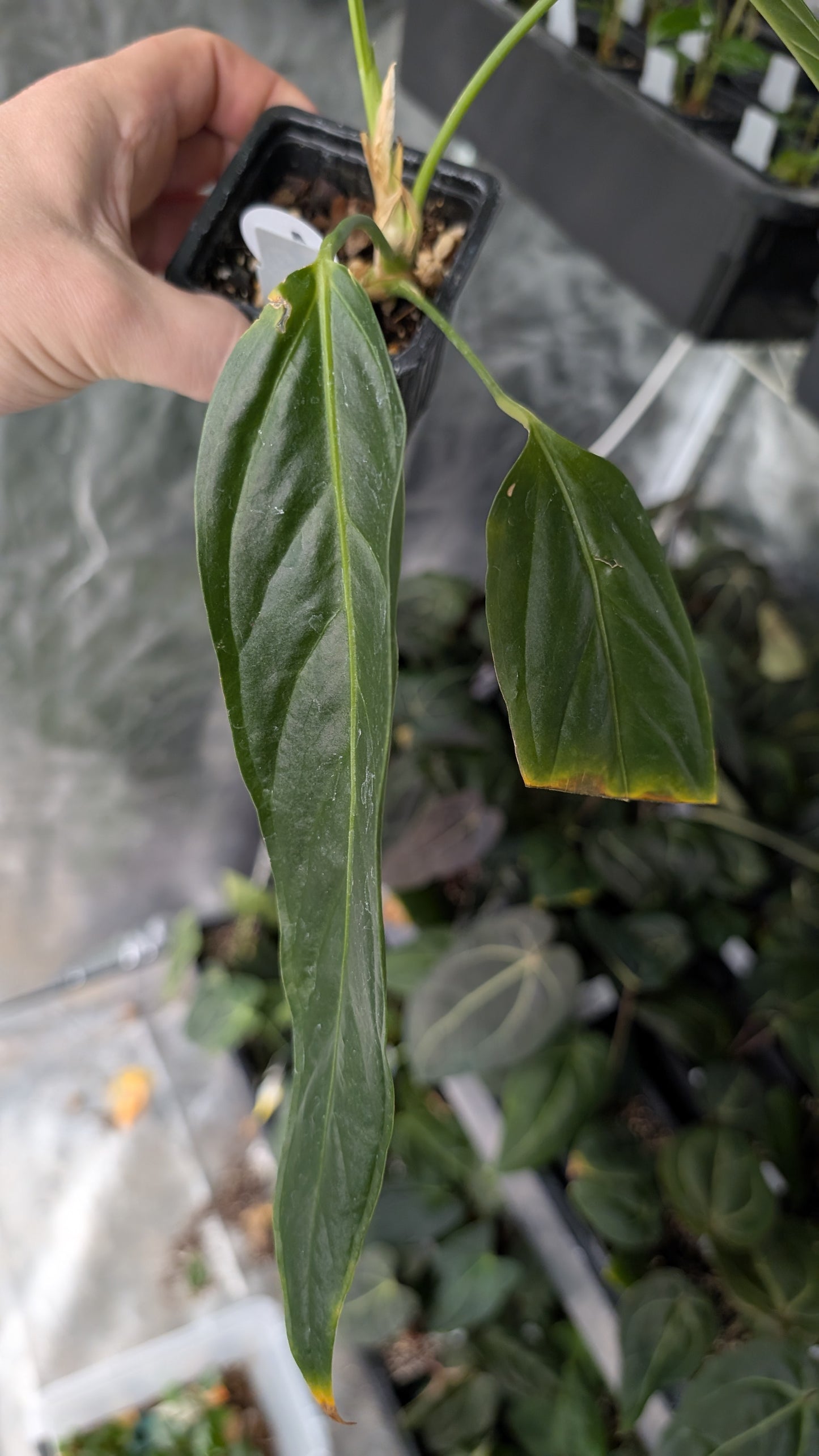 Anthurium Spectabile