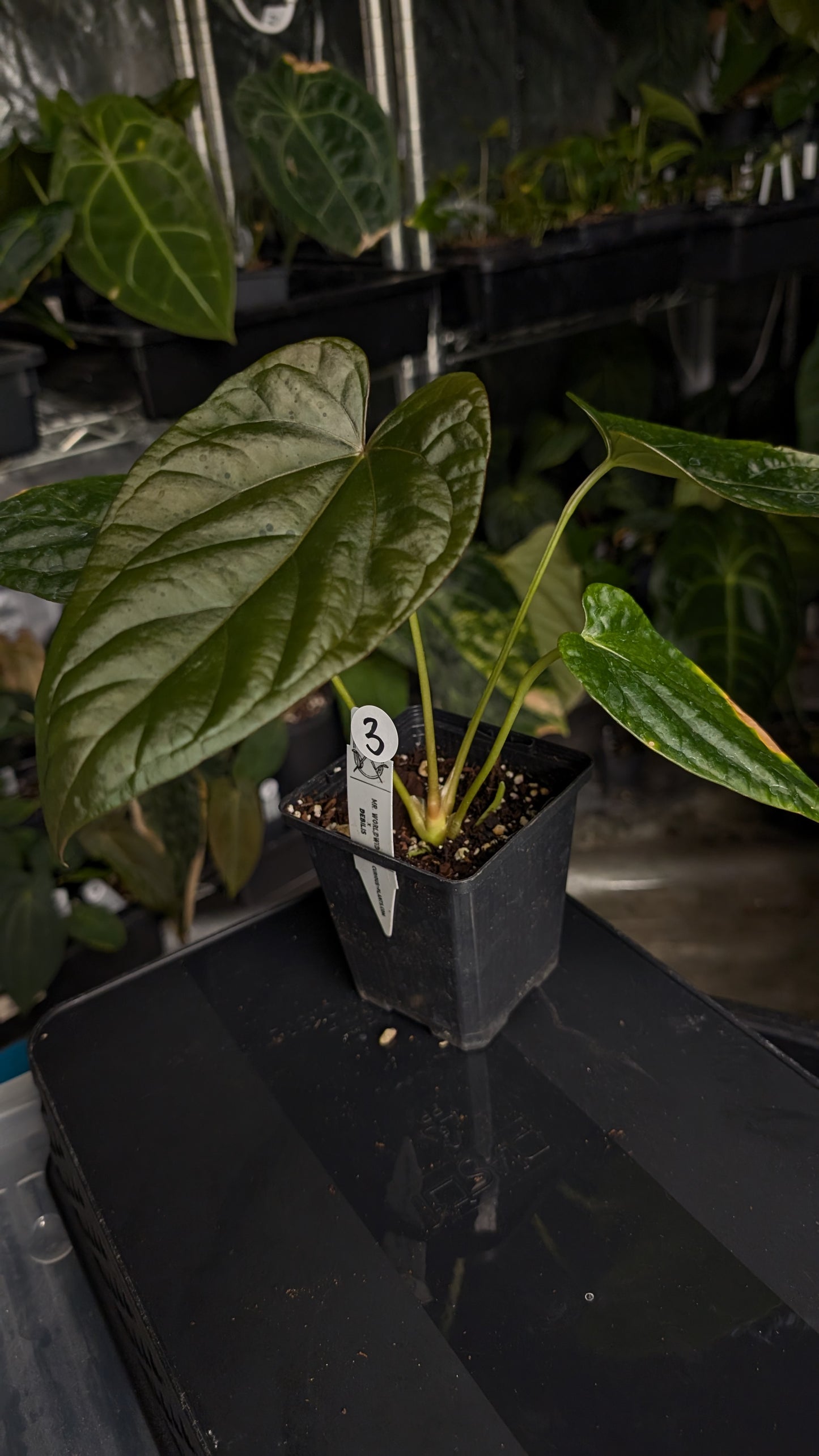 Anthurium Mr Worldwide x Debile (also sometimes called Debilis)